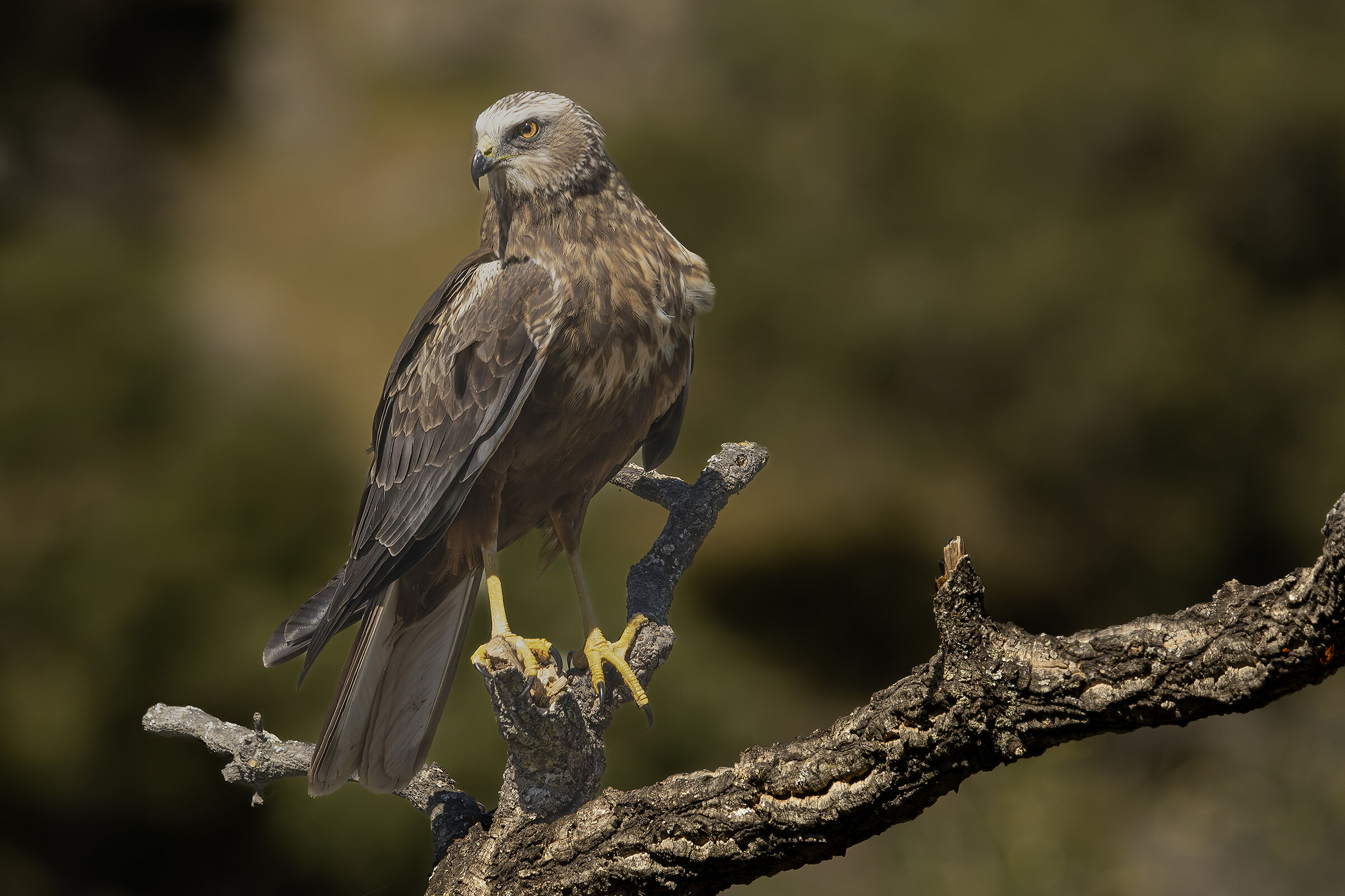 Black kite