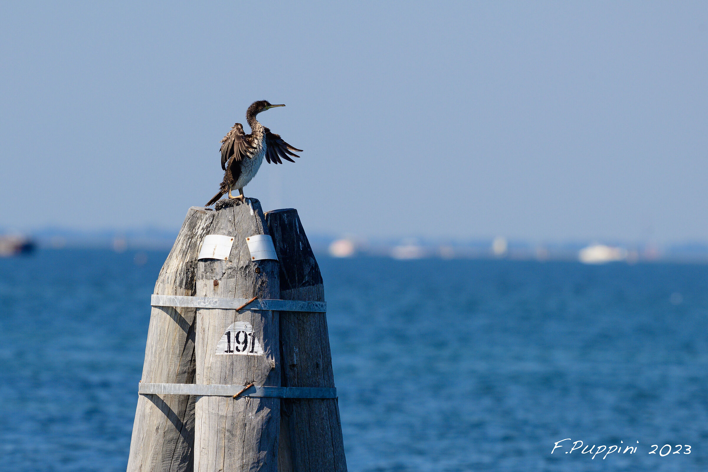 Pang with tuft without tuft