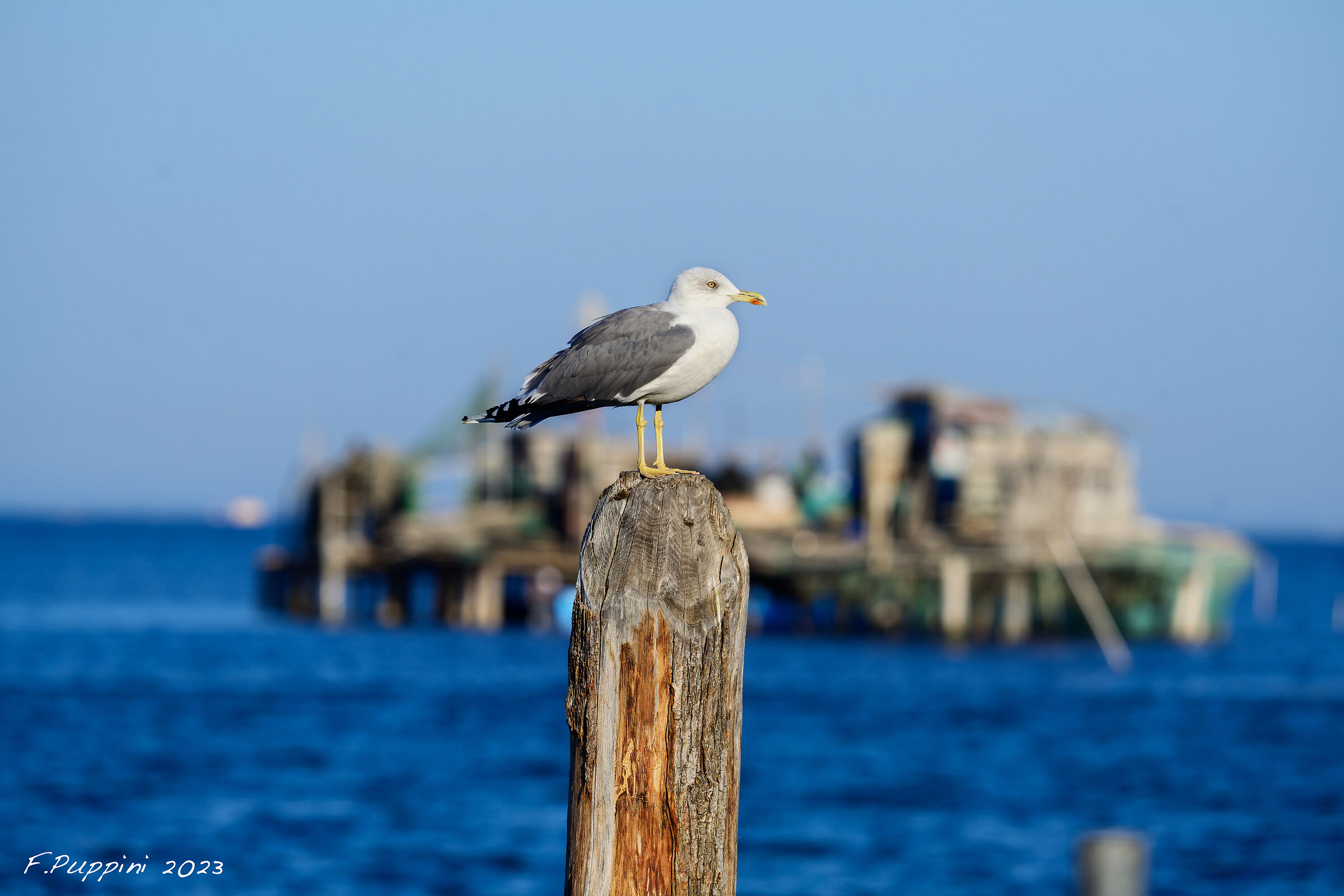 Herring gull fuzzy evidence