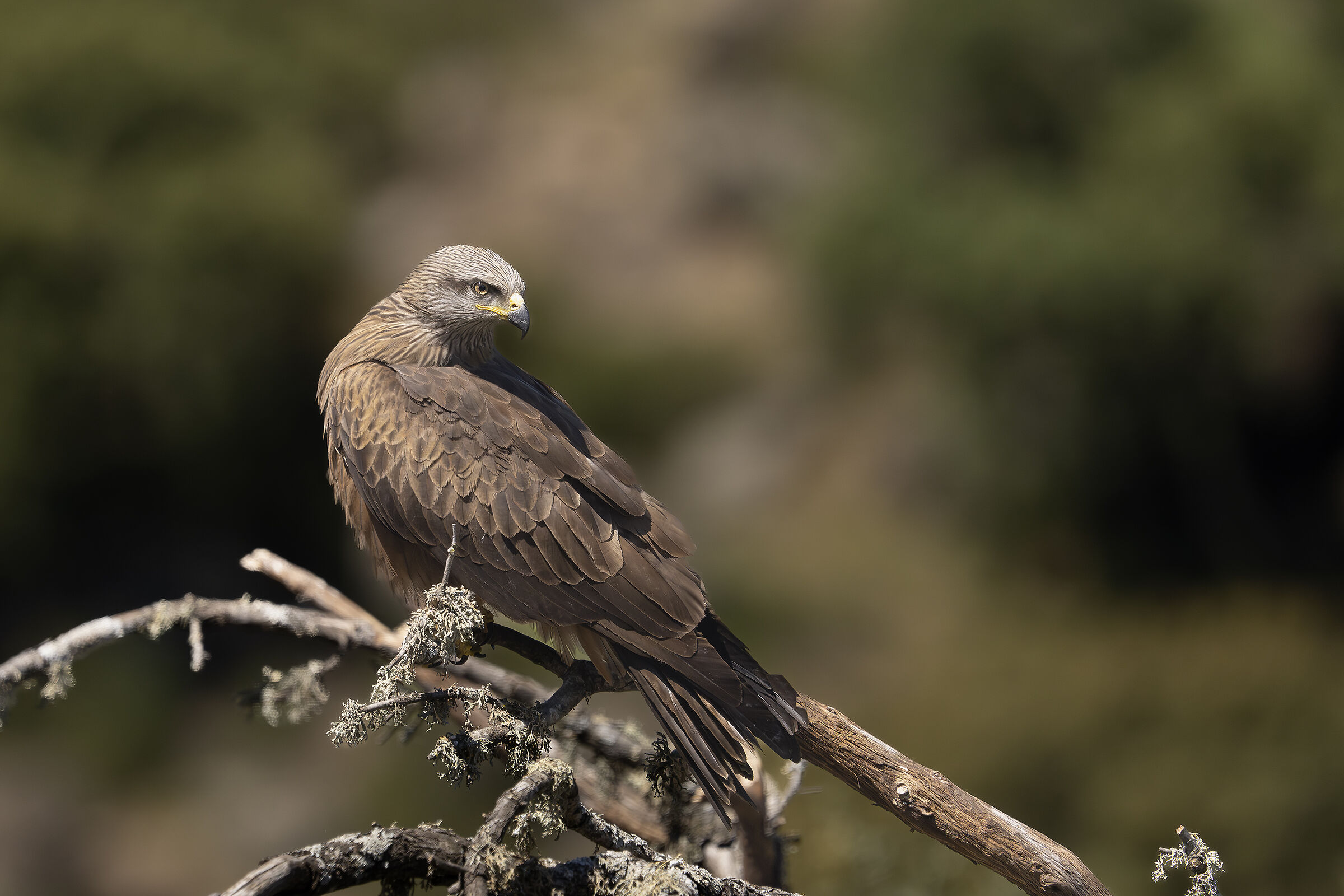 Black kite