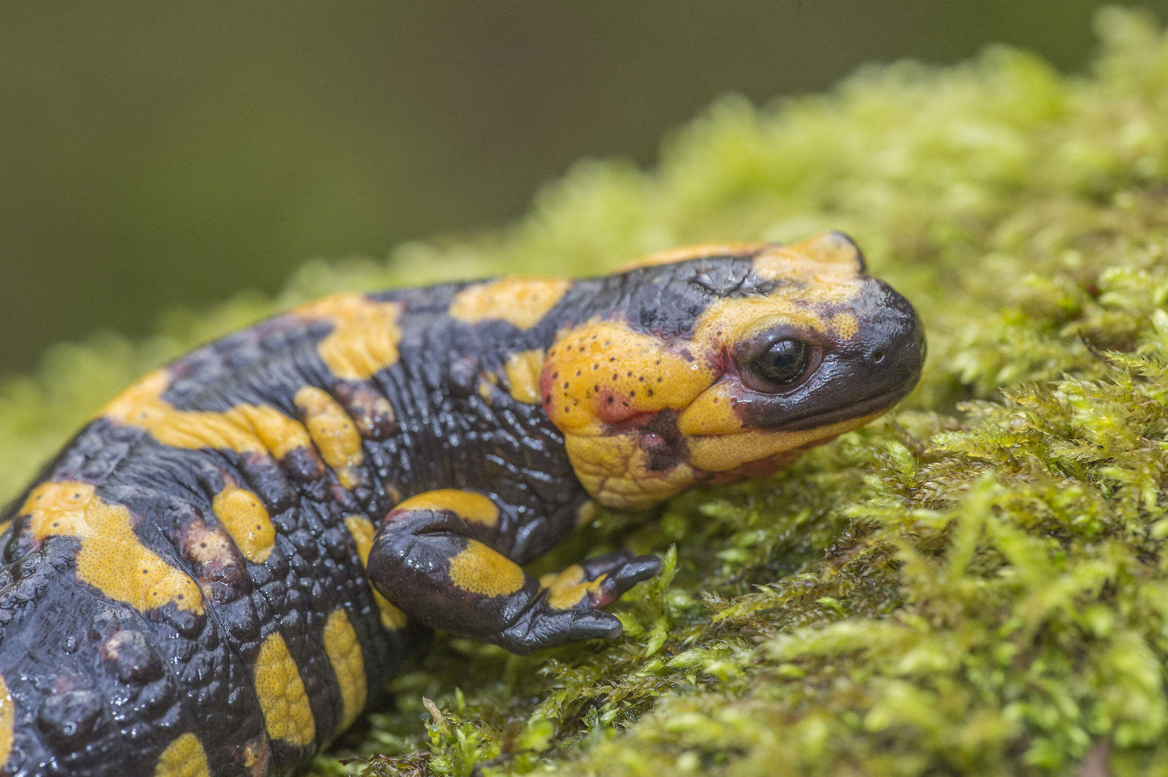 Salamandra pezzata 3