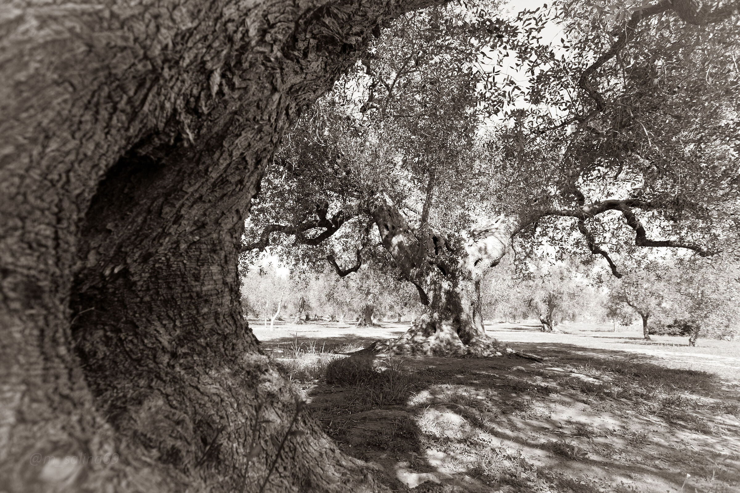 Xylella