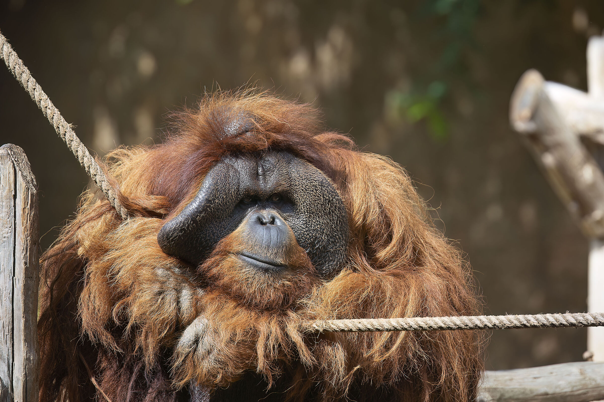 King Louis, The Jungle Book