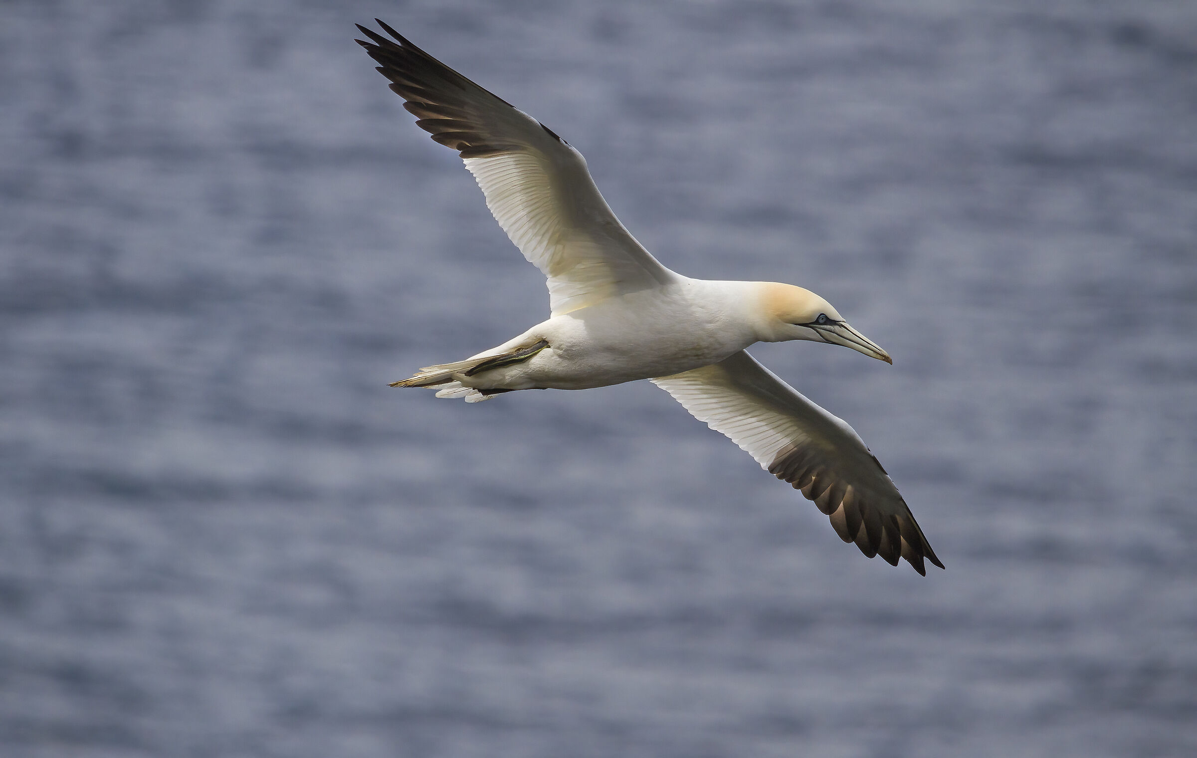 Il volo della Sula bassana