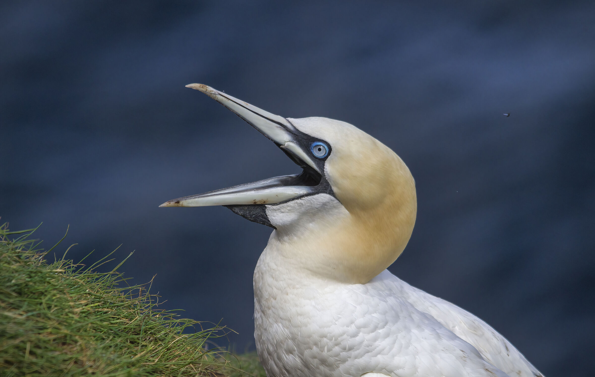 Sula (un pò arrabbiata)