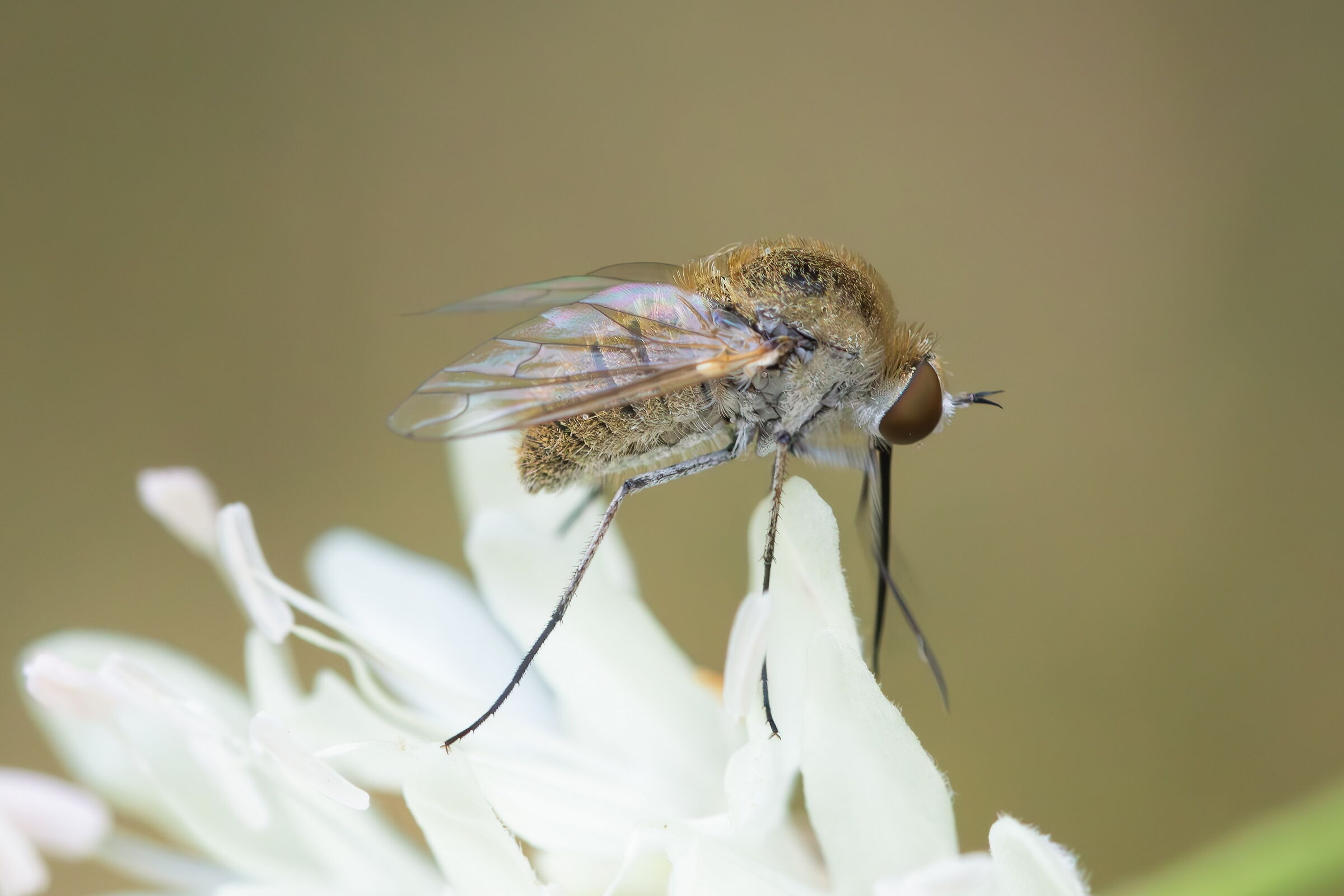 Bombylius sp.