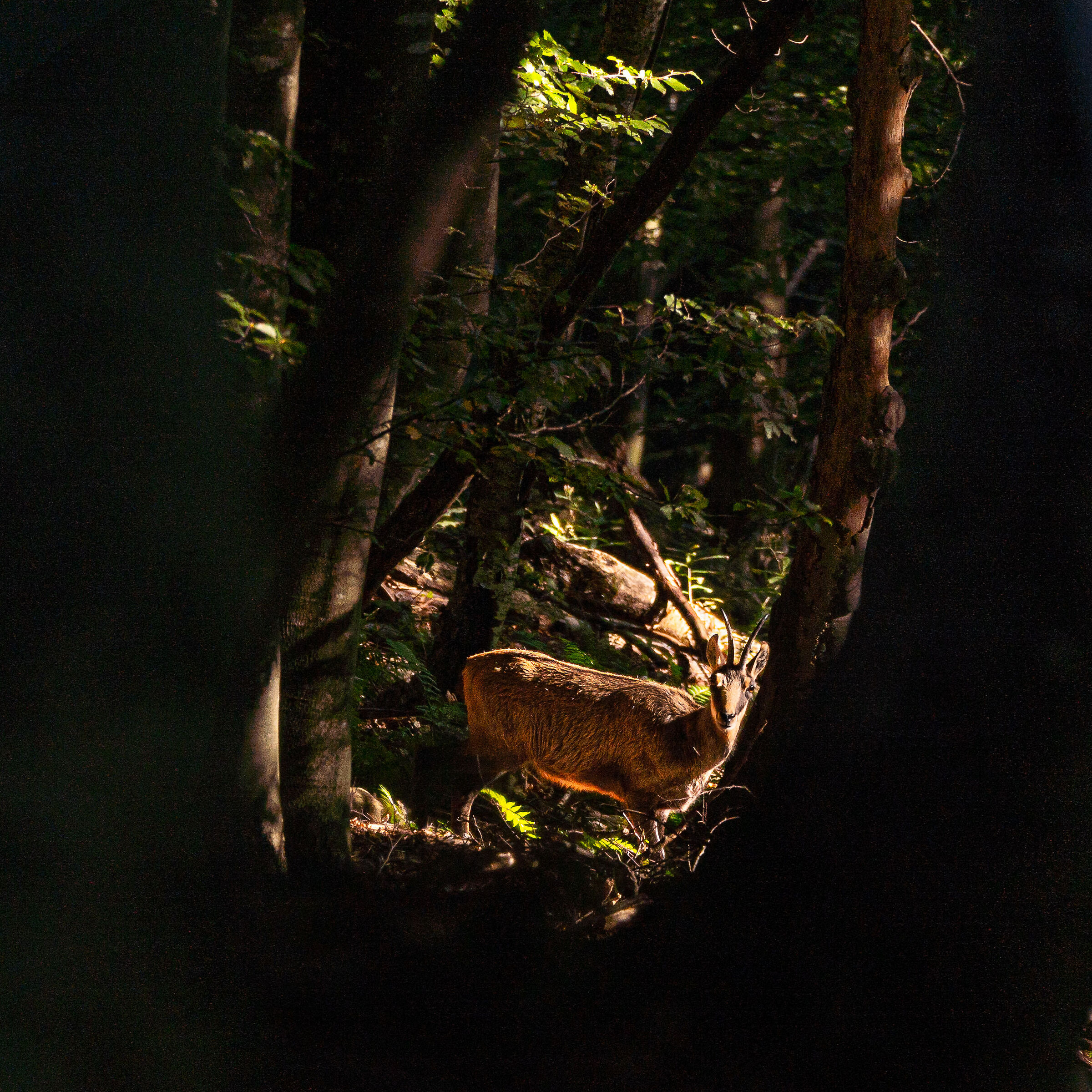 Camoschi nella Penombra