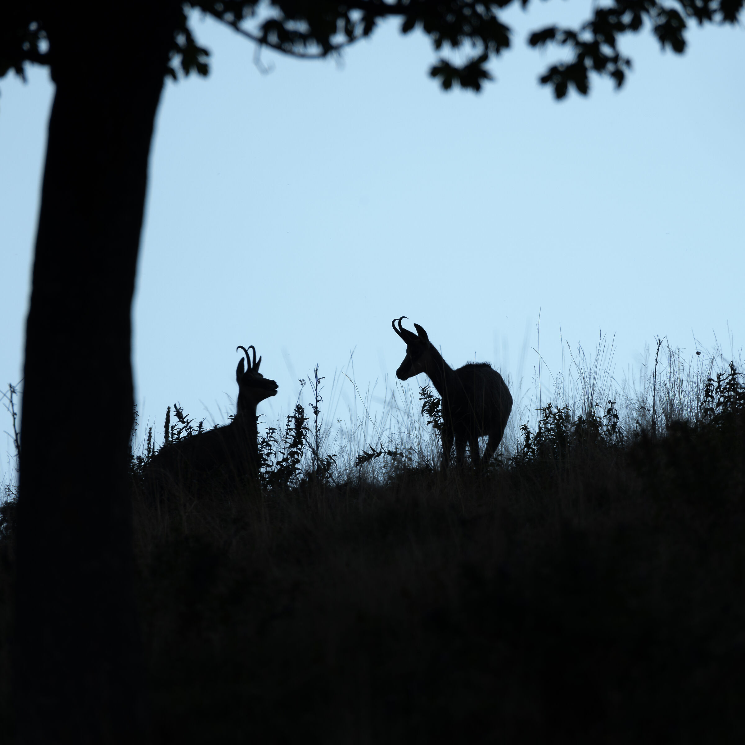 Camoschi in silhouette