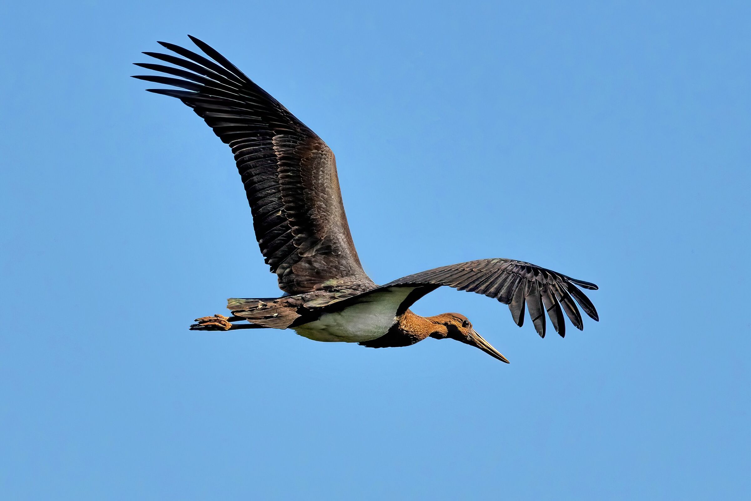 Cicogna nera (Ciconia nigra) Juv.