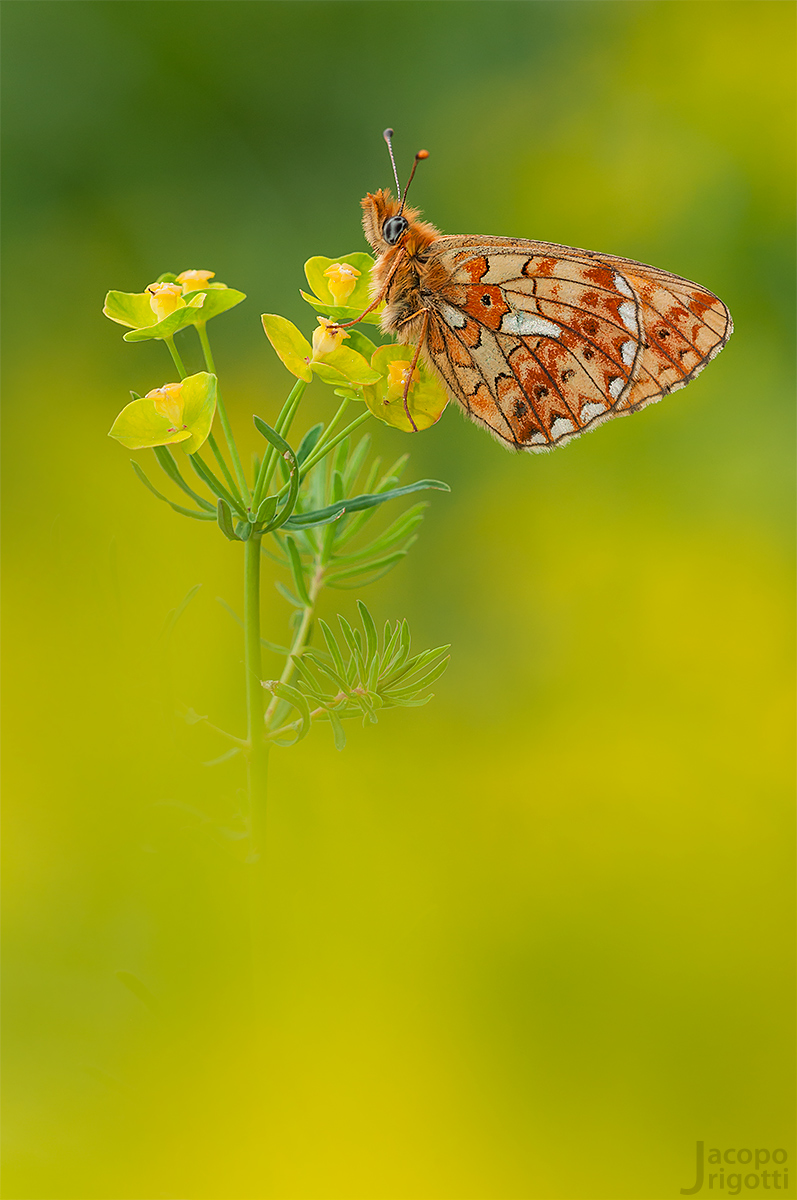 Boloria Euphrosyne