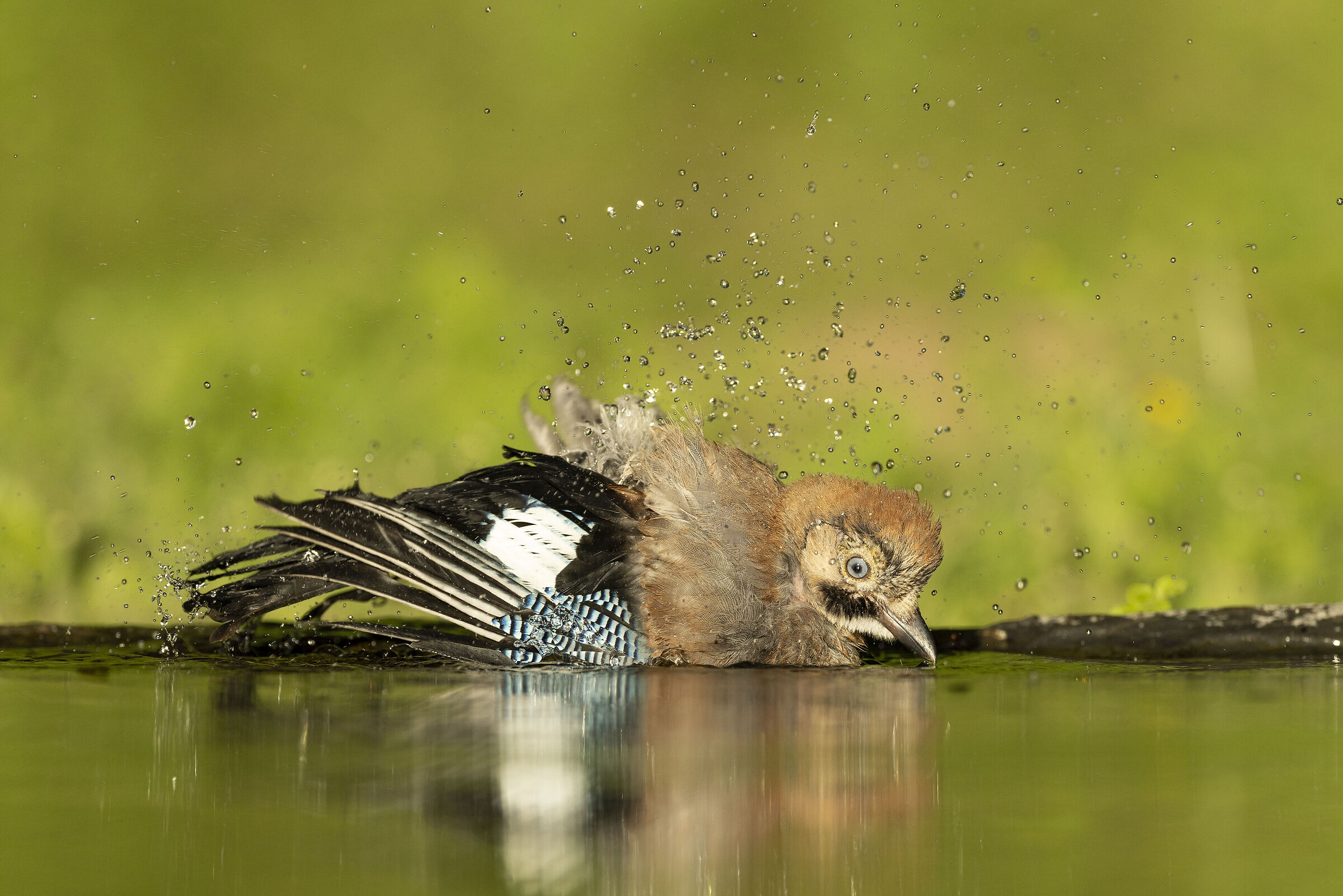 Jay - Garrulus glandarius (Portugal)