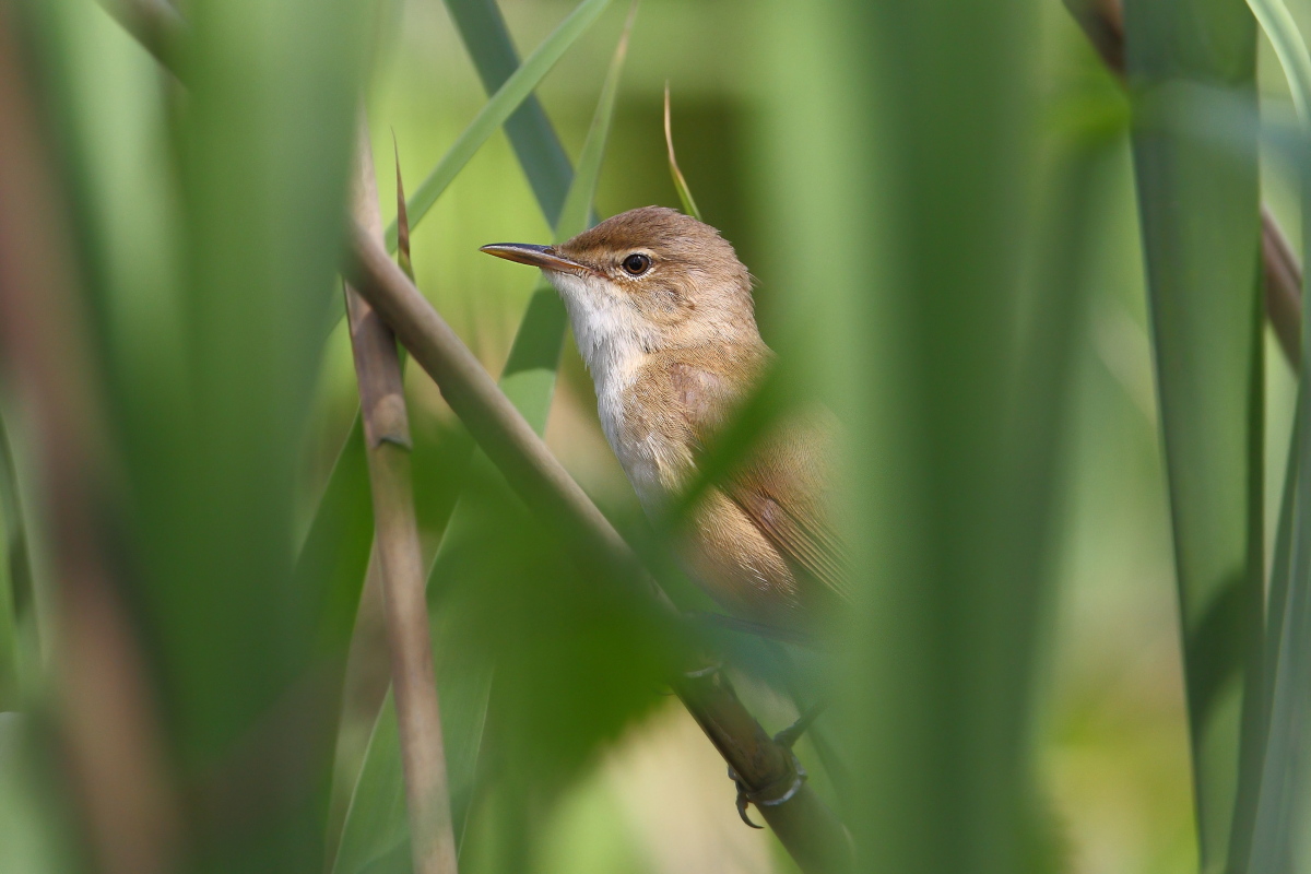 Ritratto di cannaiola