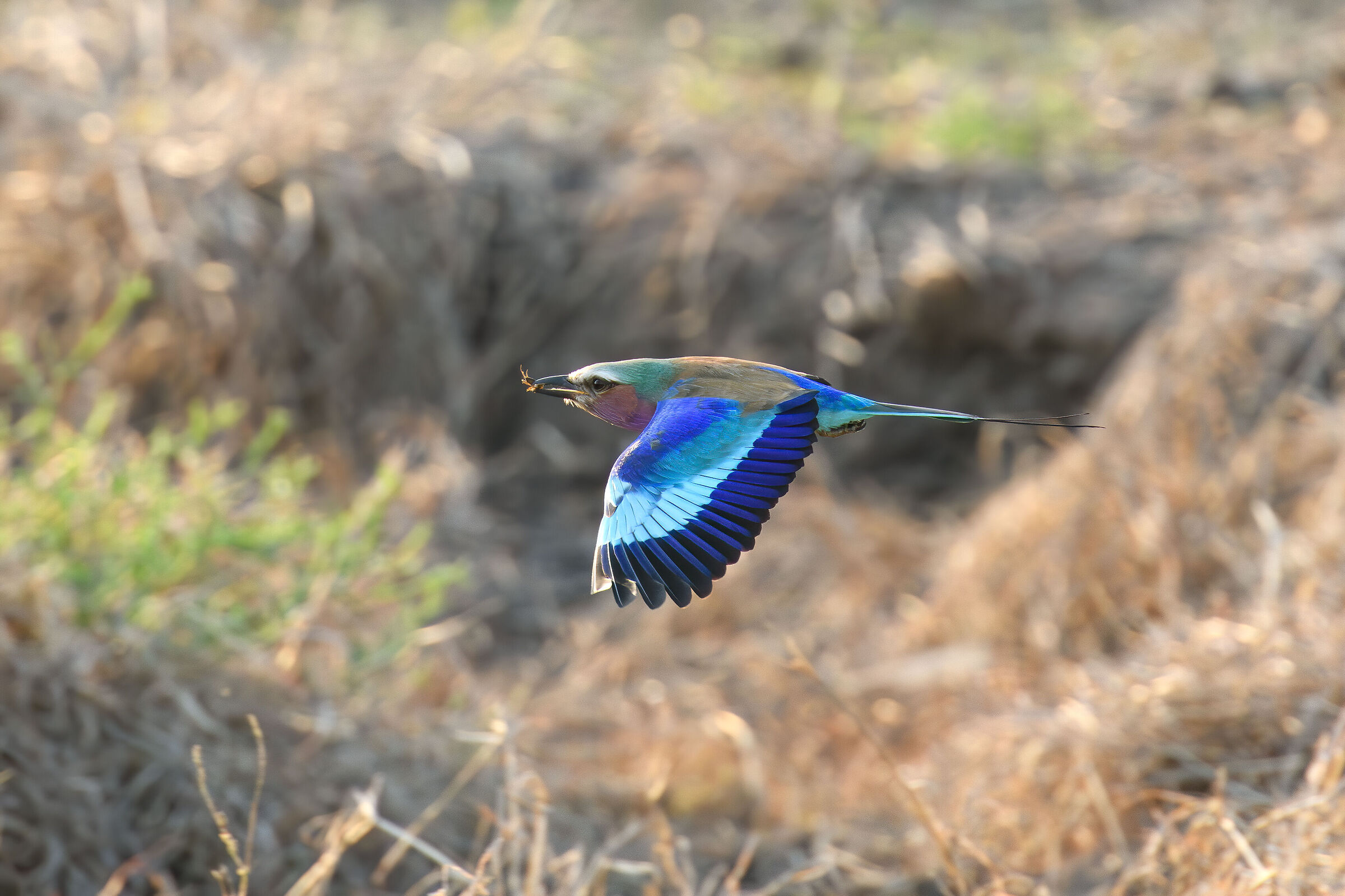 Jay Marina pettolilla in flight