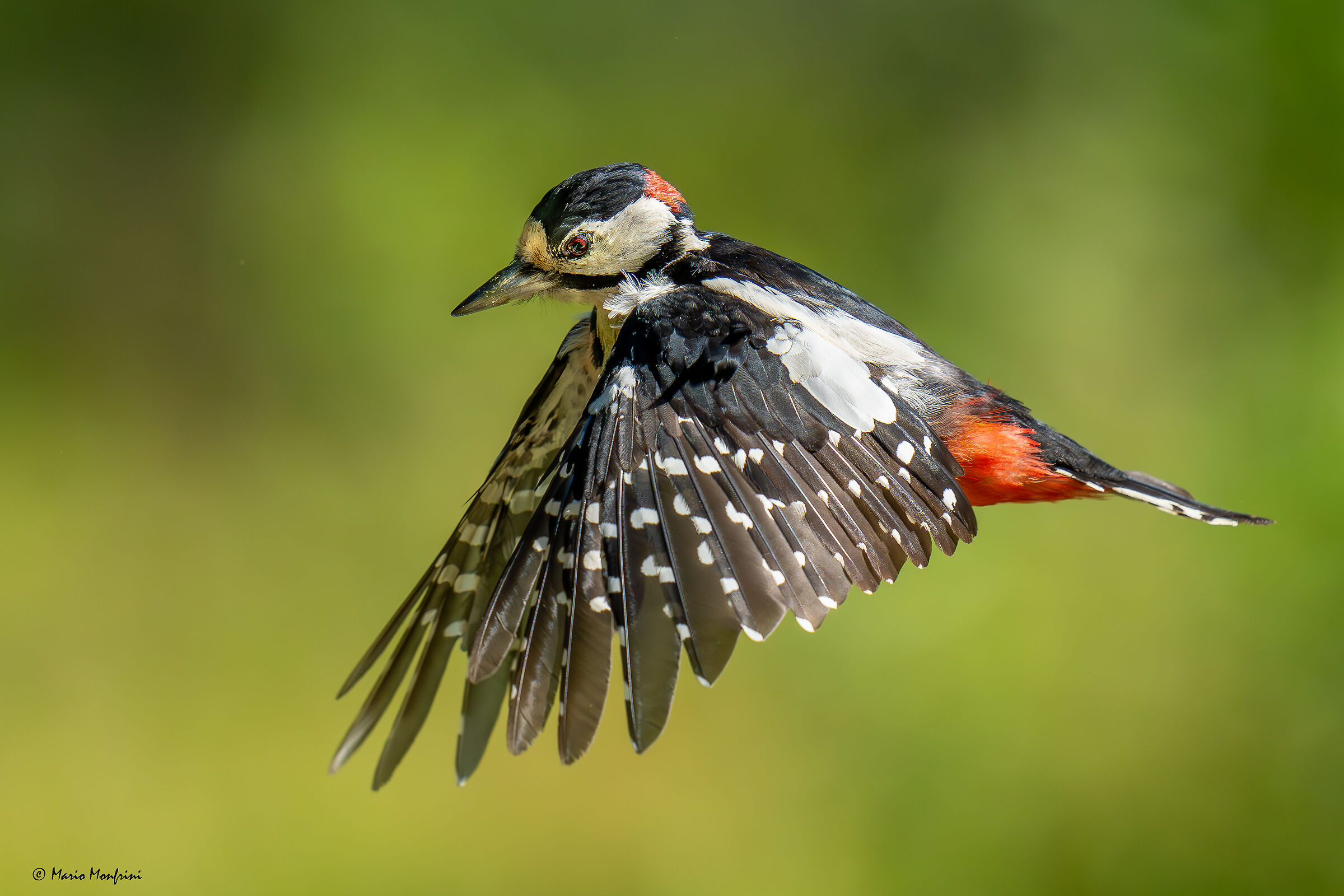 Greater spotted woodpecker