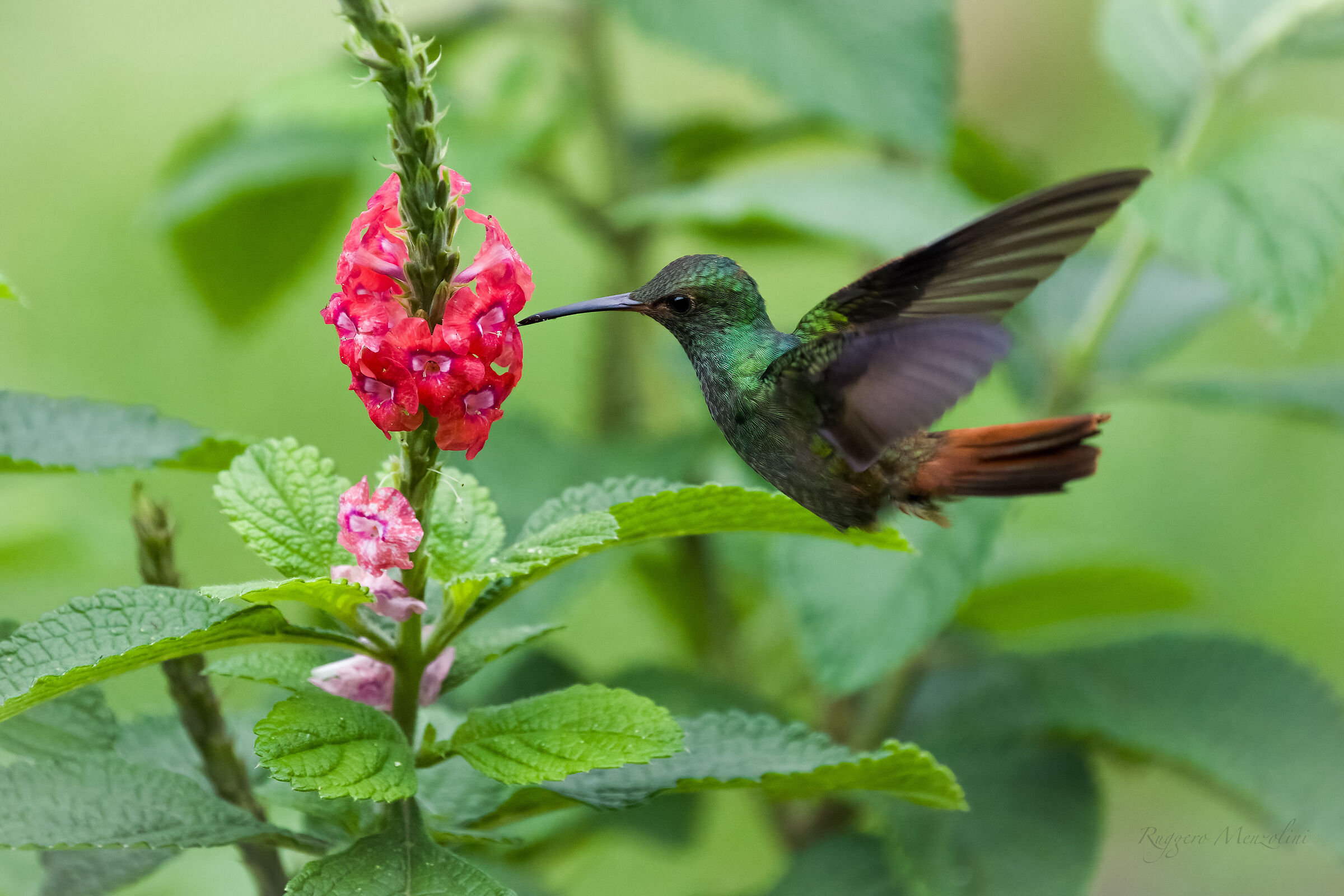Rufous-tailed hummingbird