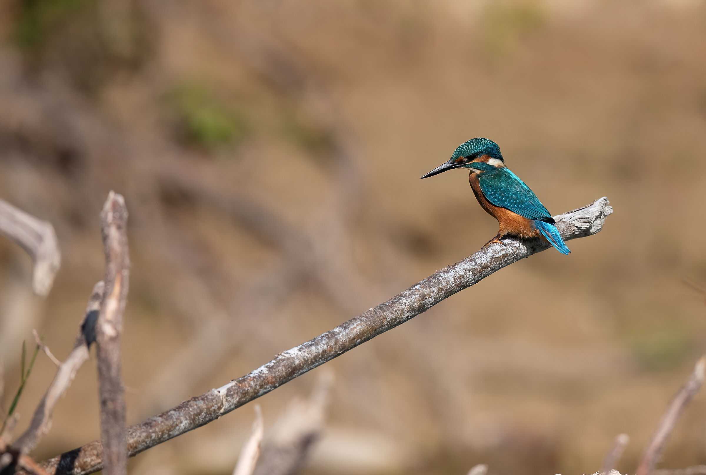 Kingfisher