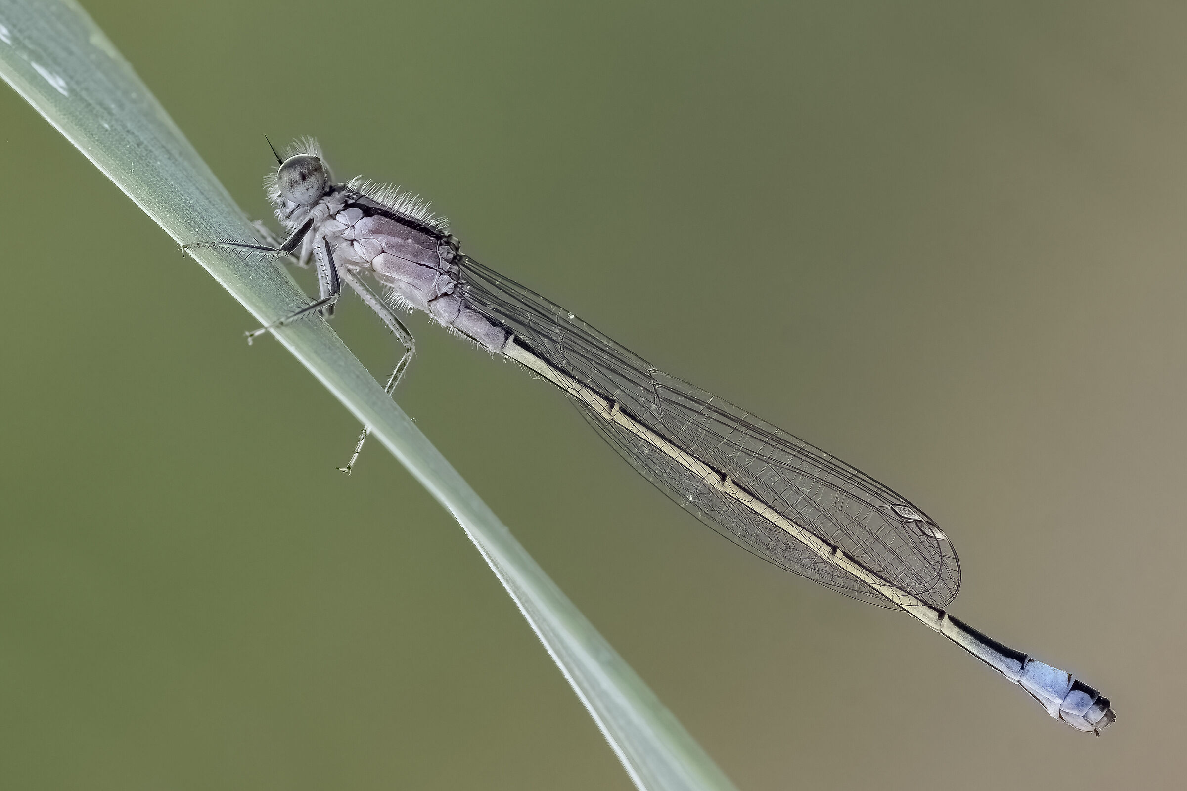 Ischnura elegans