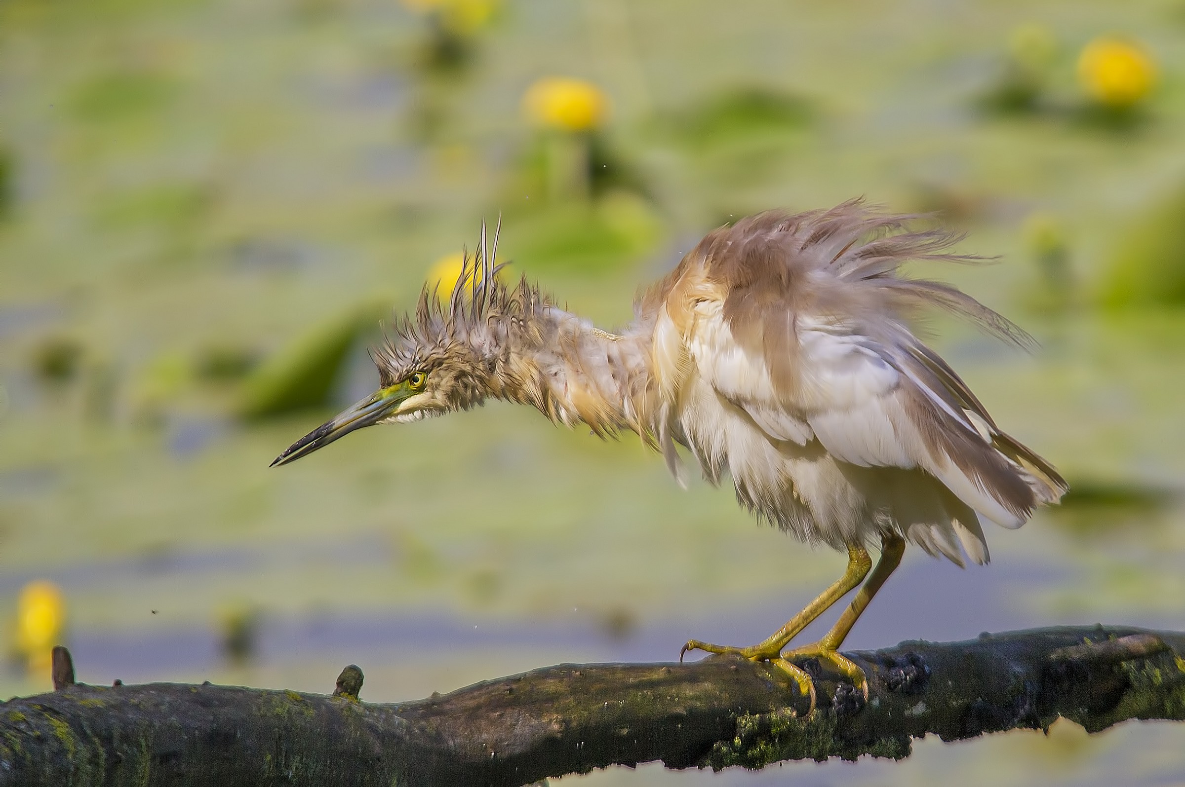 Sgarza ciufetta disheveled.
