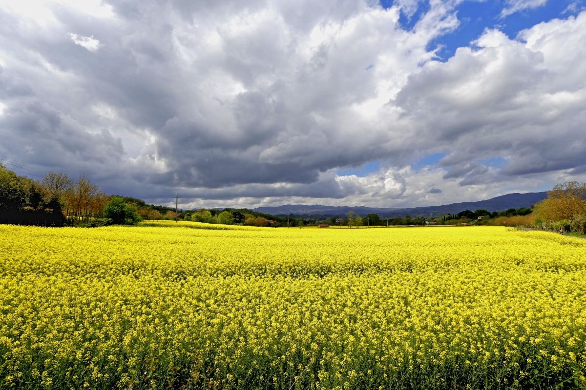 A yellow sea before the storm