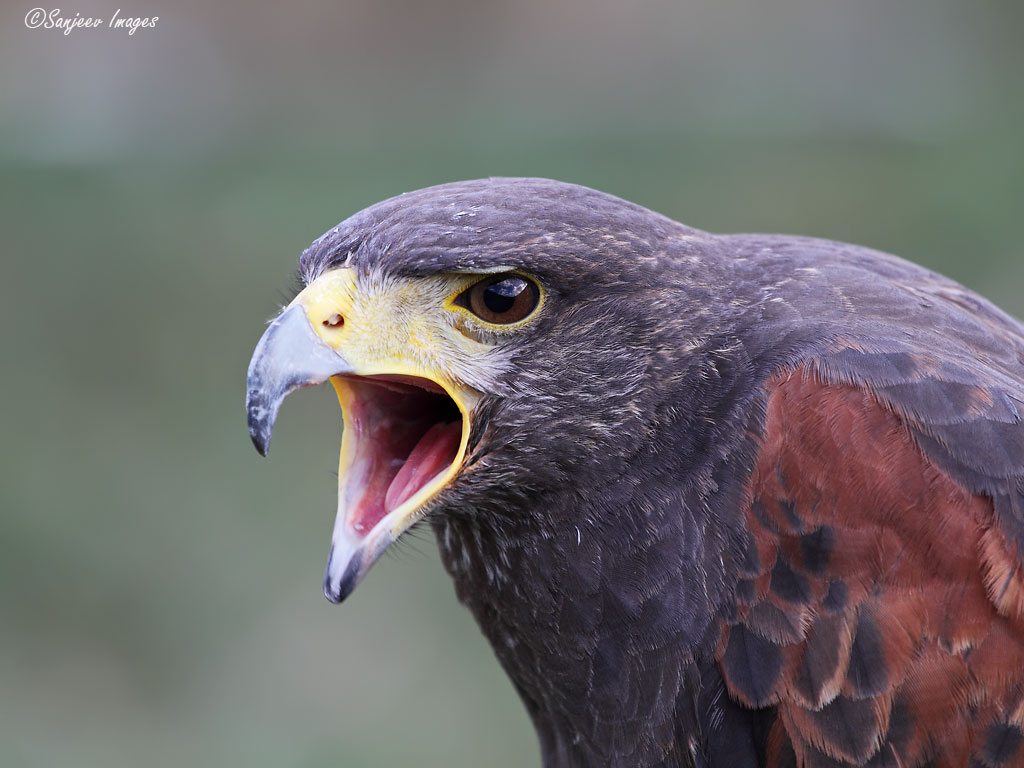 Harris Hawk
