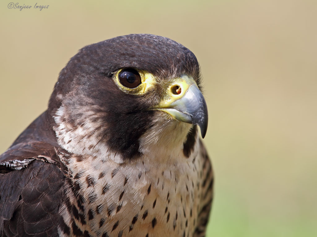 Maltese Falcon Portrait