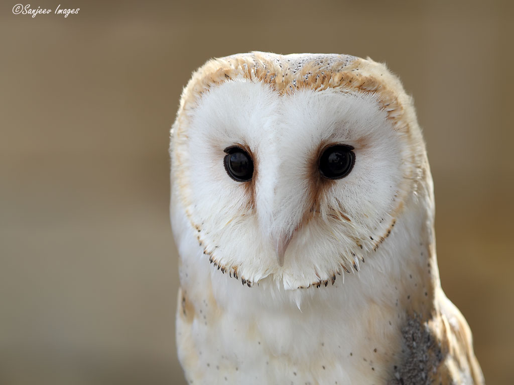 Barn Owl