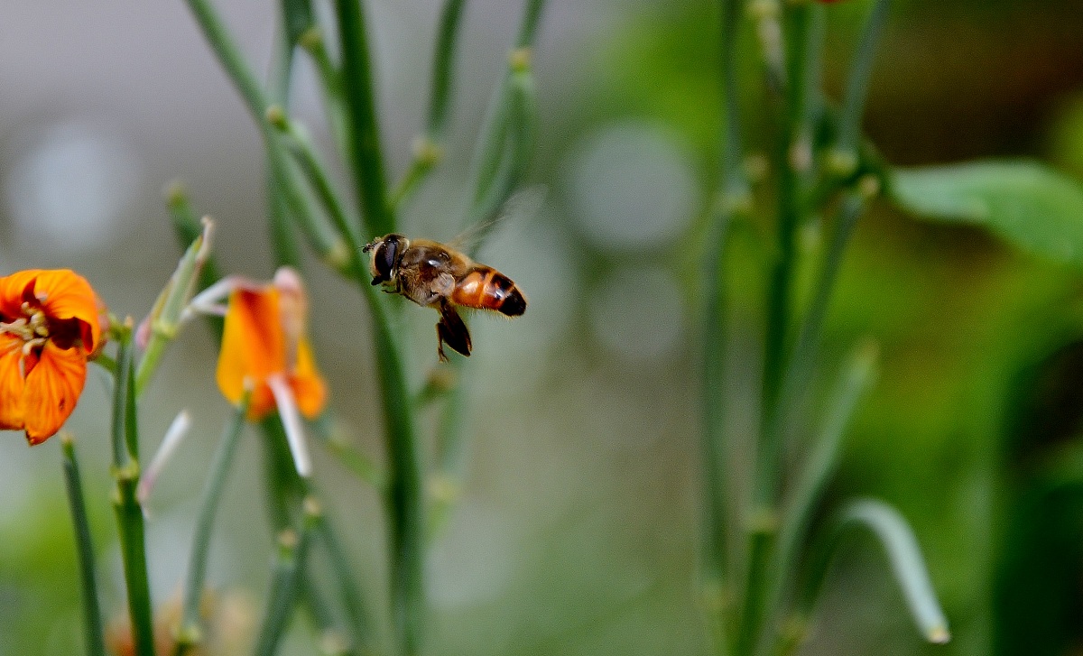 IN volo con la pancia piena
