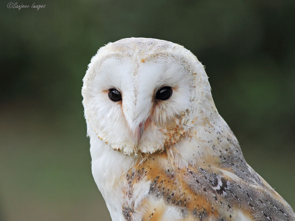 Barn Owl Portrait