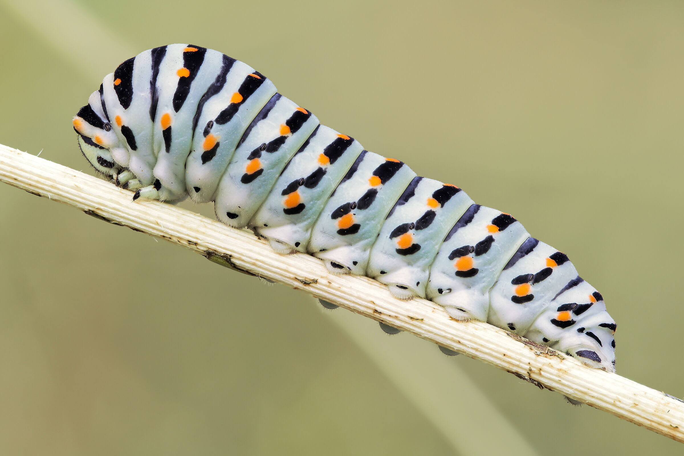 Papilio machaon