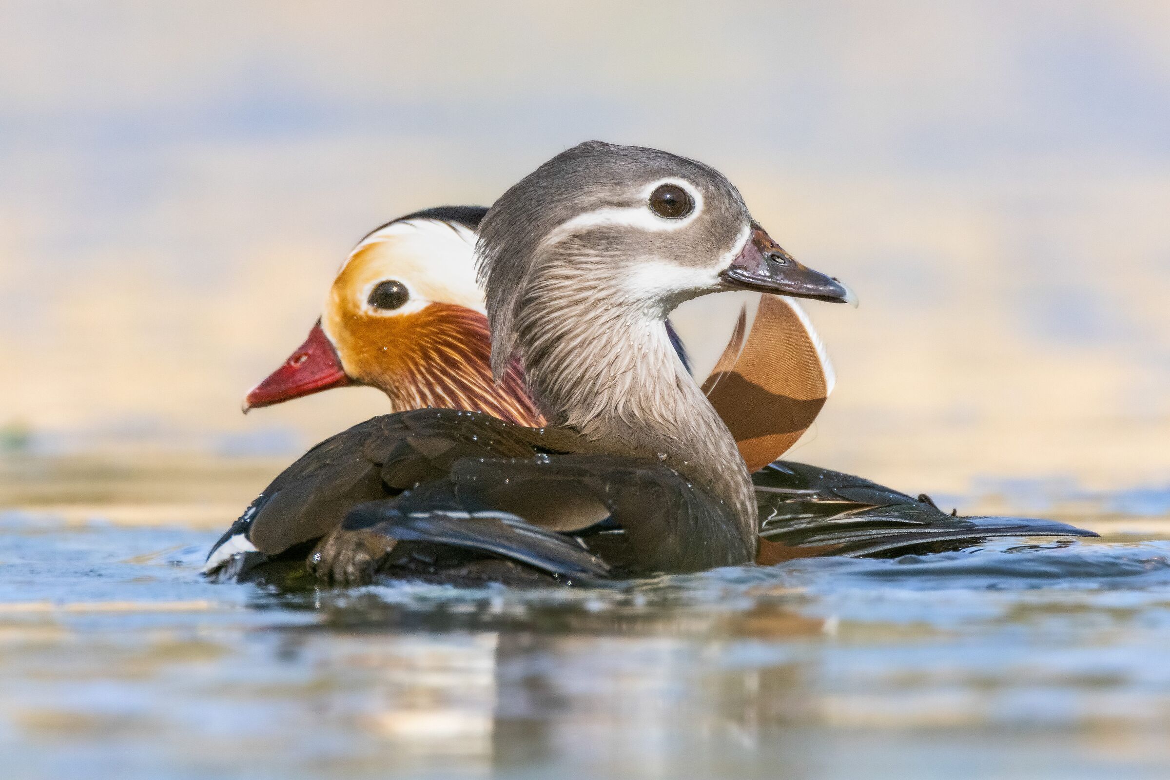 Mandarin ducks