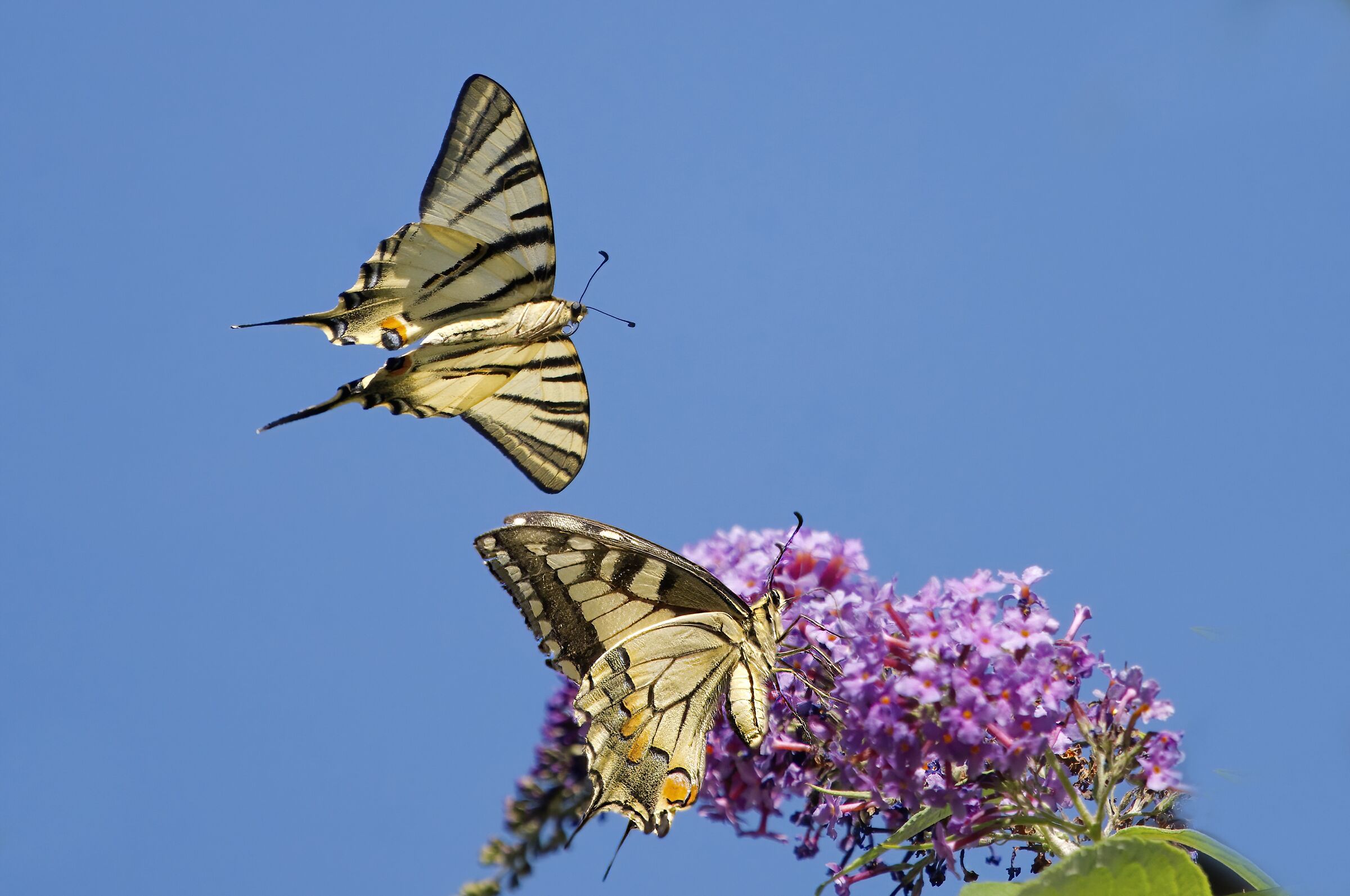 Siamo la coppia più bella del mondo