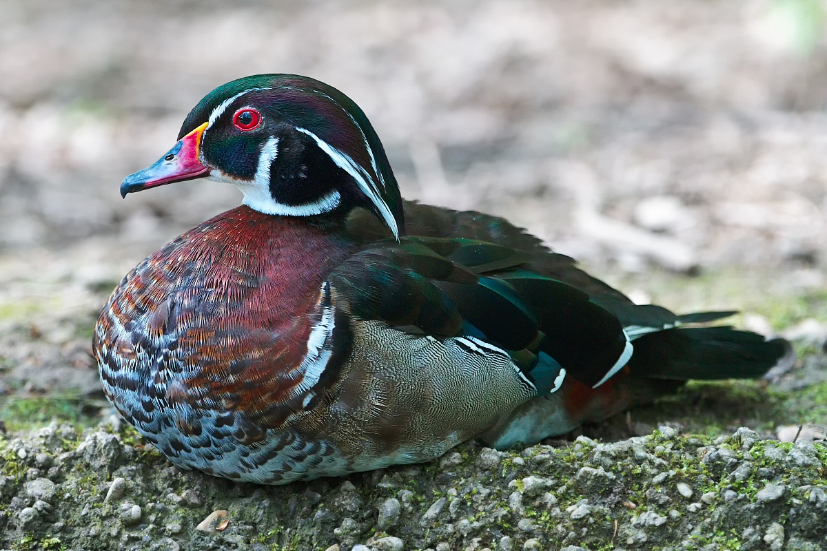 Anatra carolina o anatra sposa