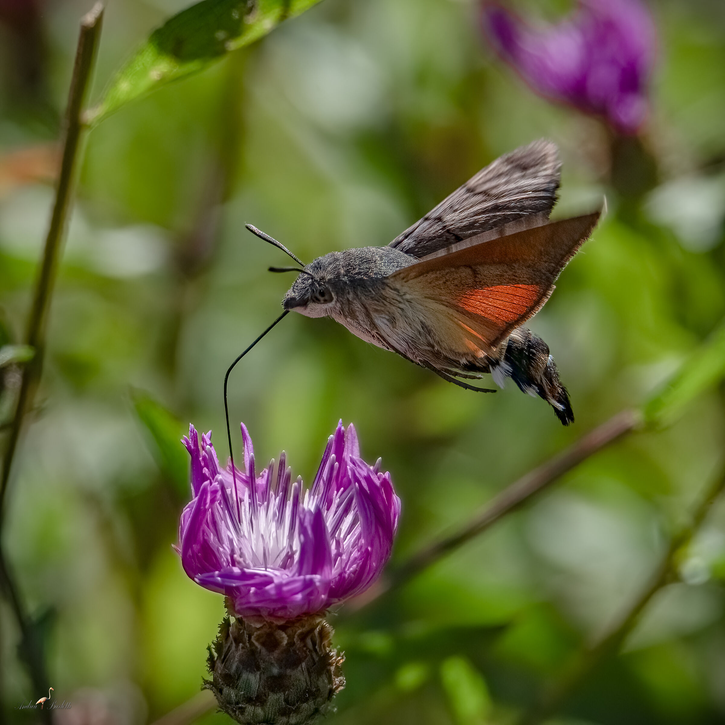 Hummingbird Hawk-Moth