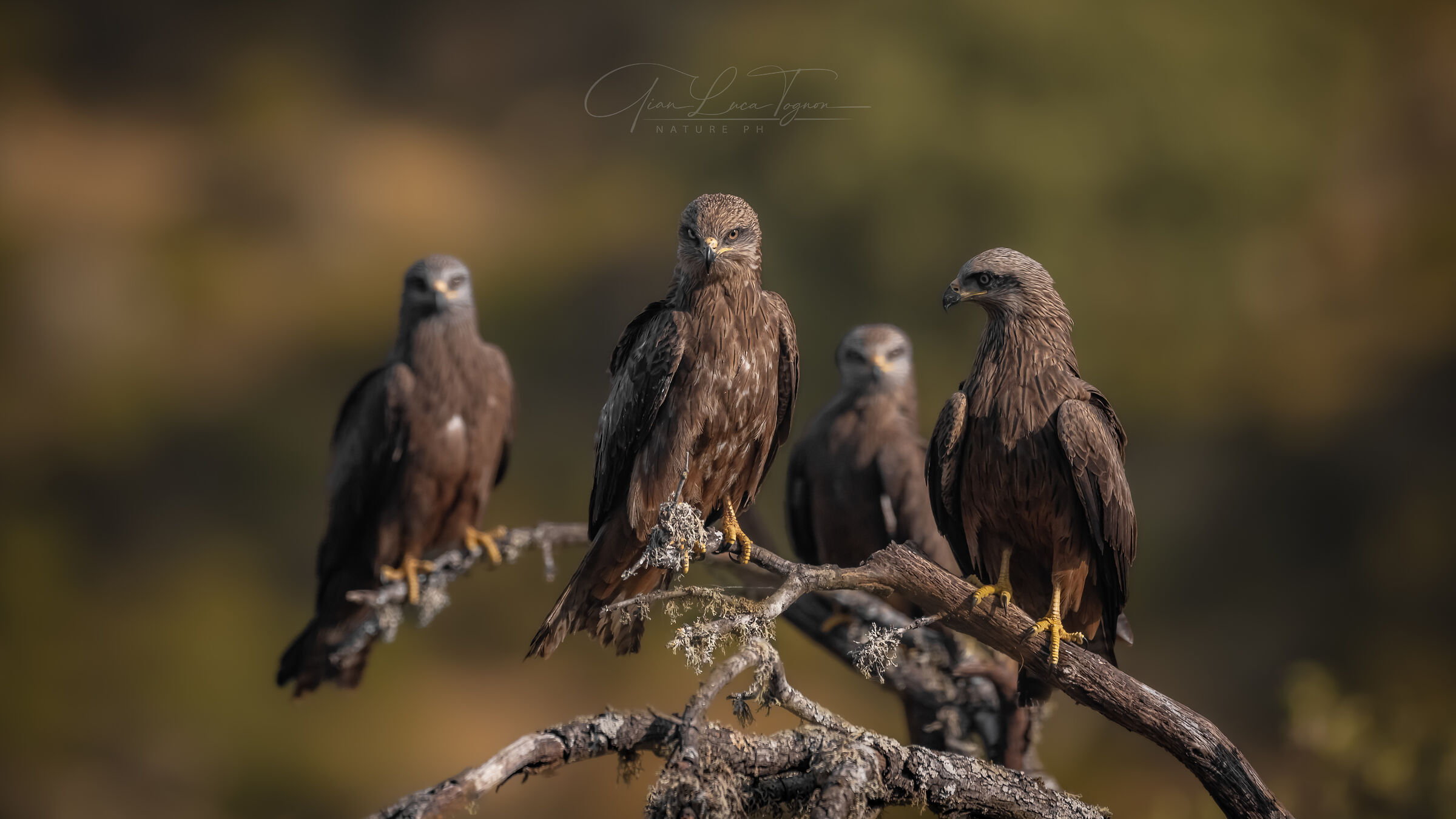 Tutti per uno, uno per tutti !