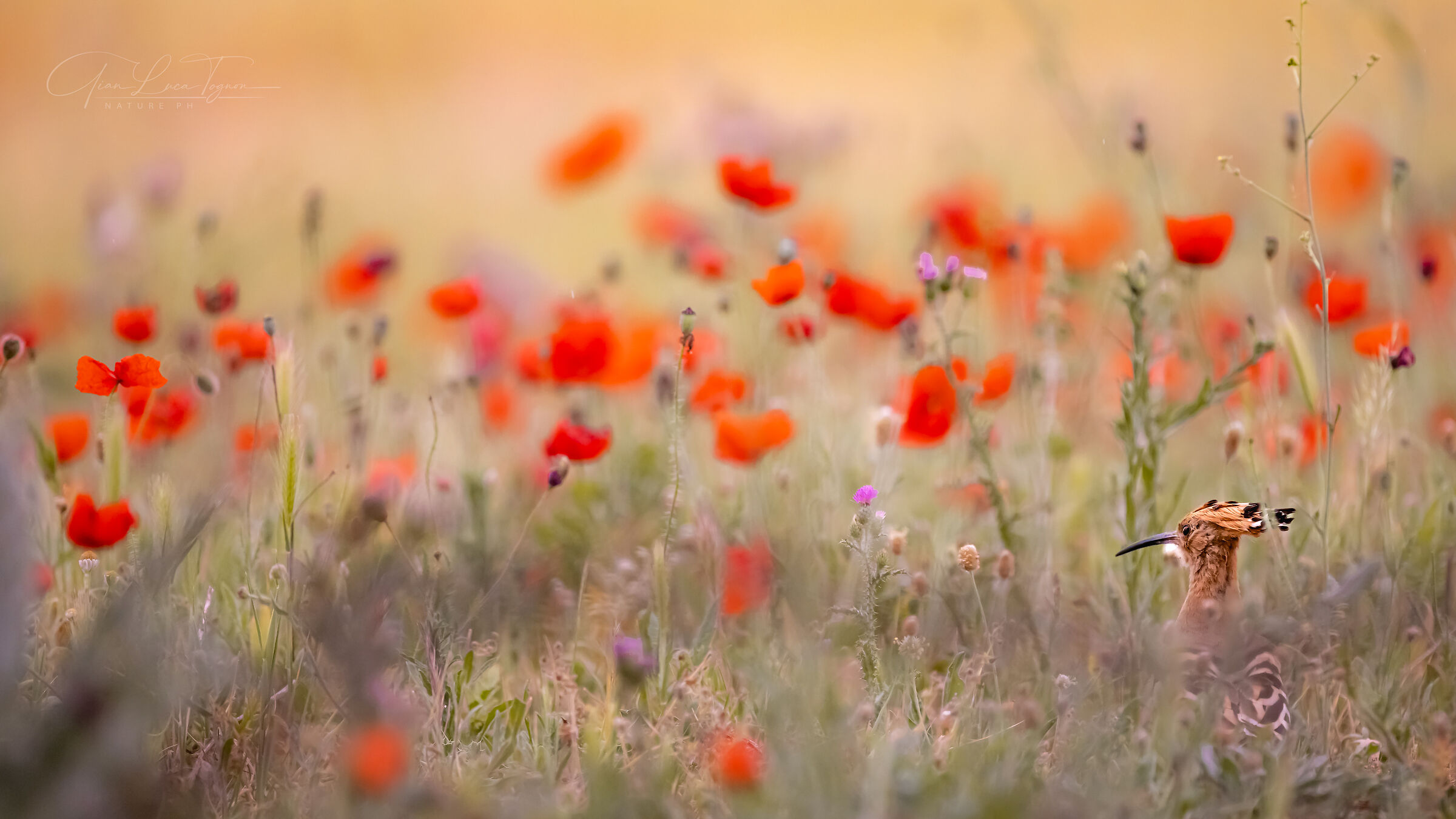 tra i papaveri | among the poppies