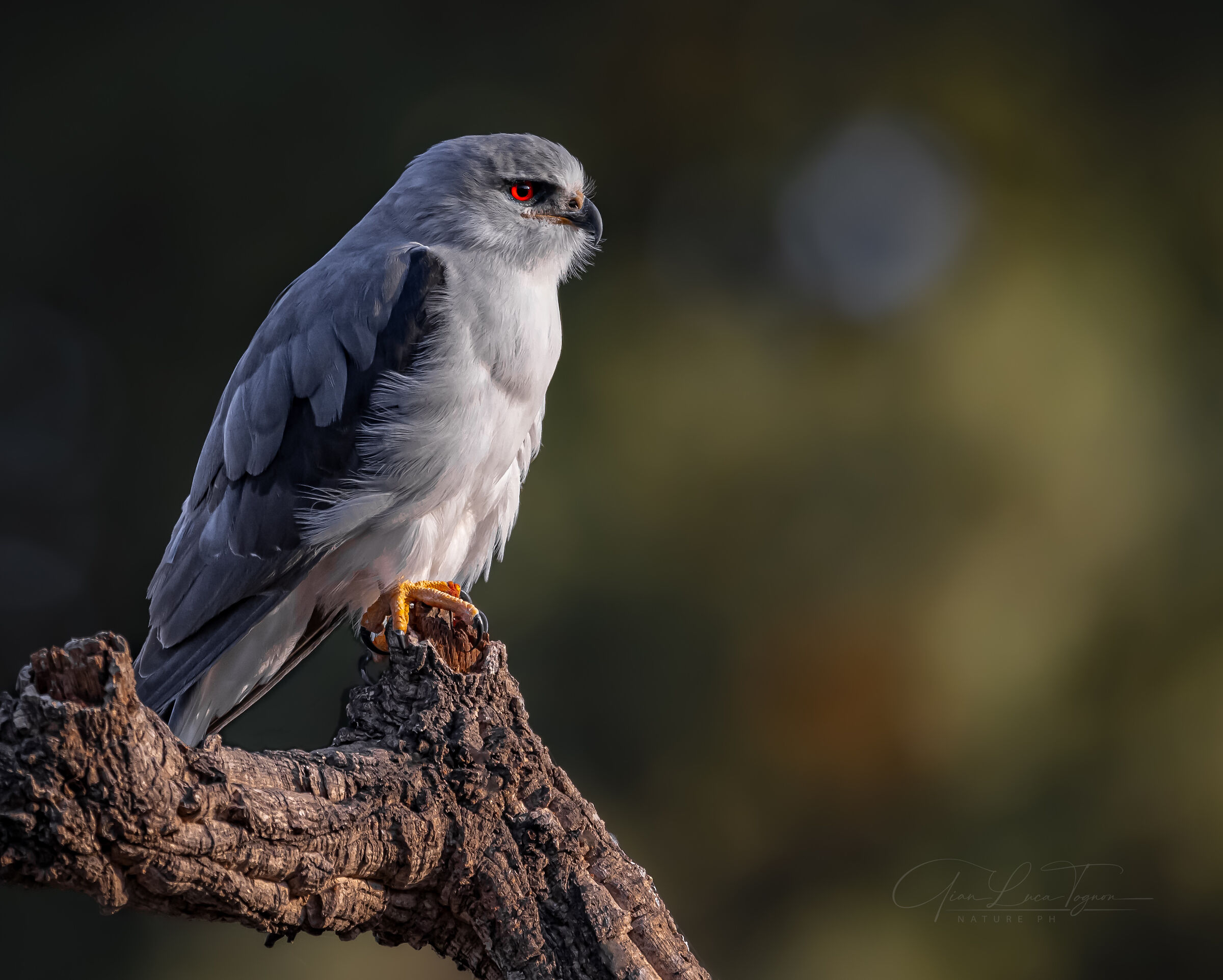 Solo et pensoso ... et gli occhi porto per fuggire ...
