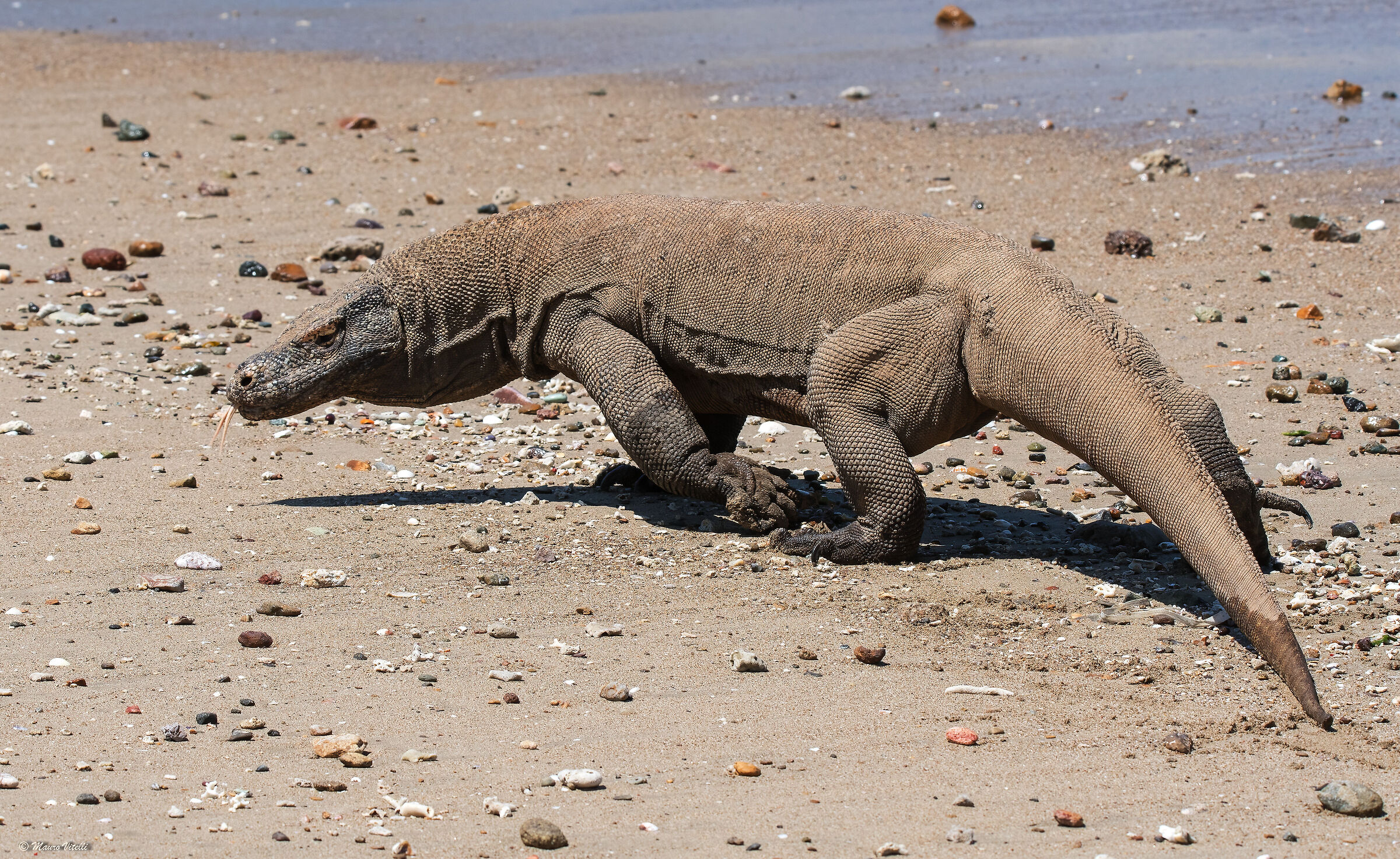 Drago di Komodo (Varanus komodoensis)