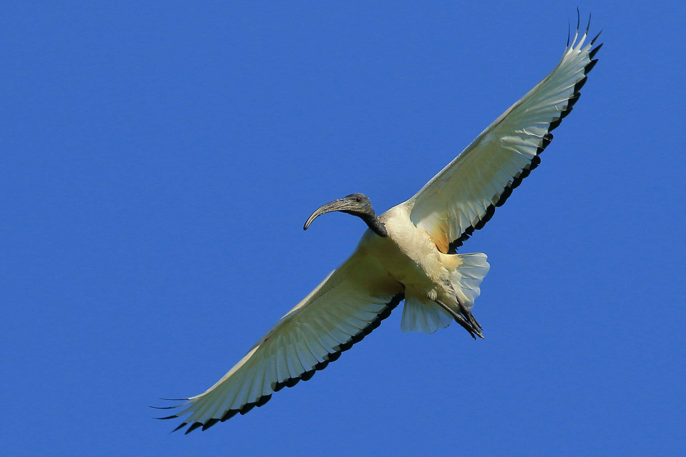 ibis sacro