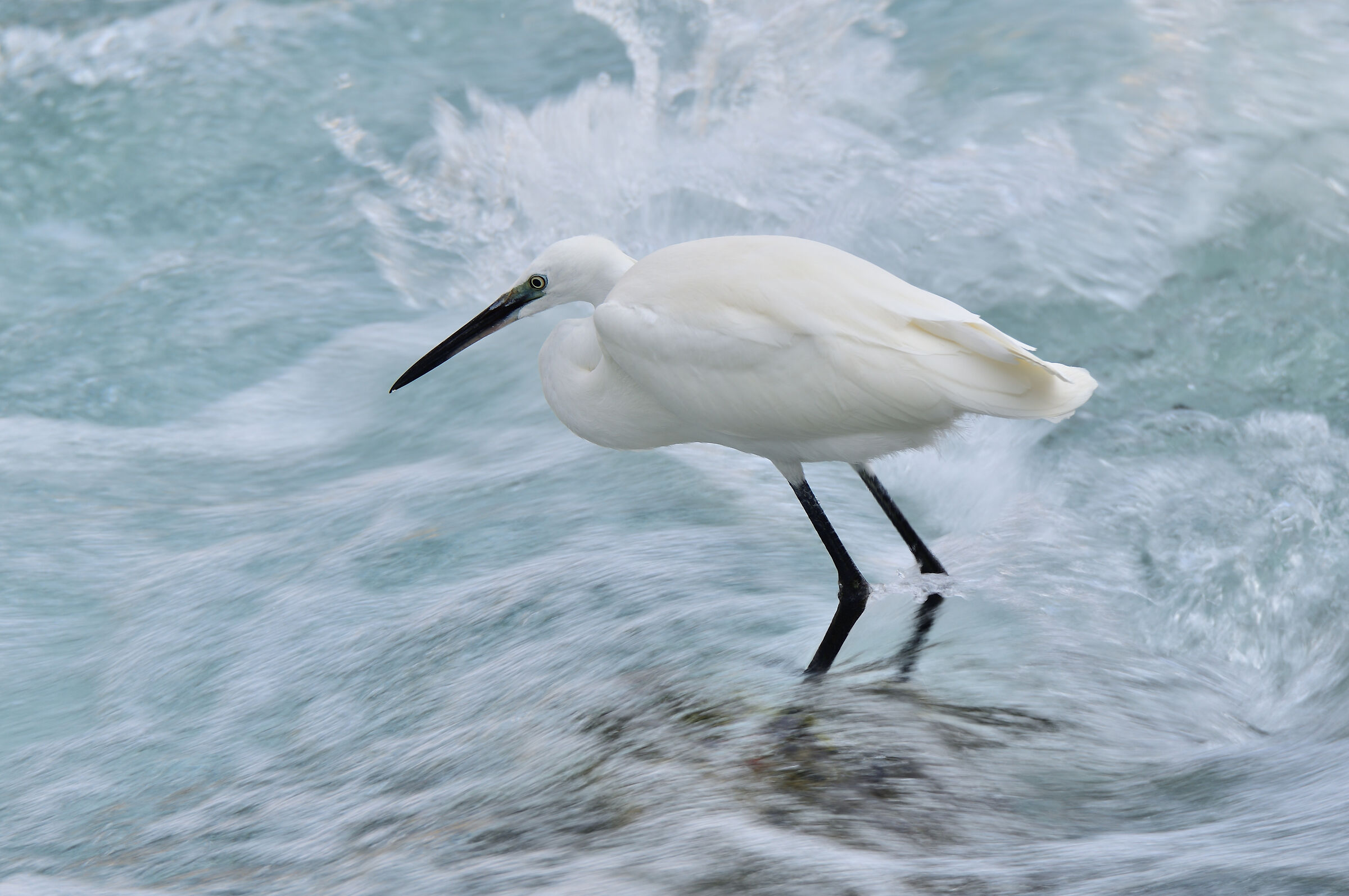 Egret