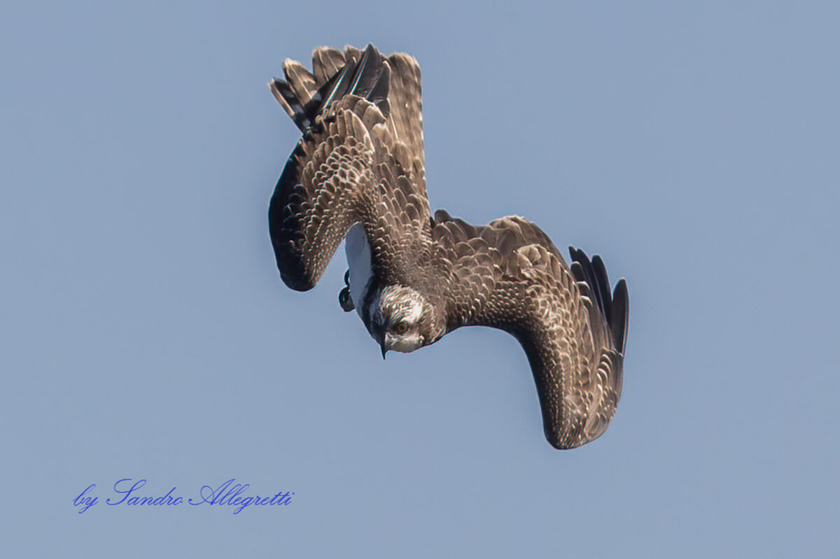 Il falco pescatore (Pandion haliaetus)