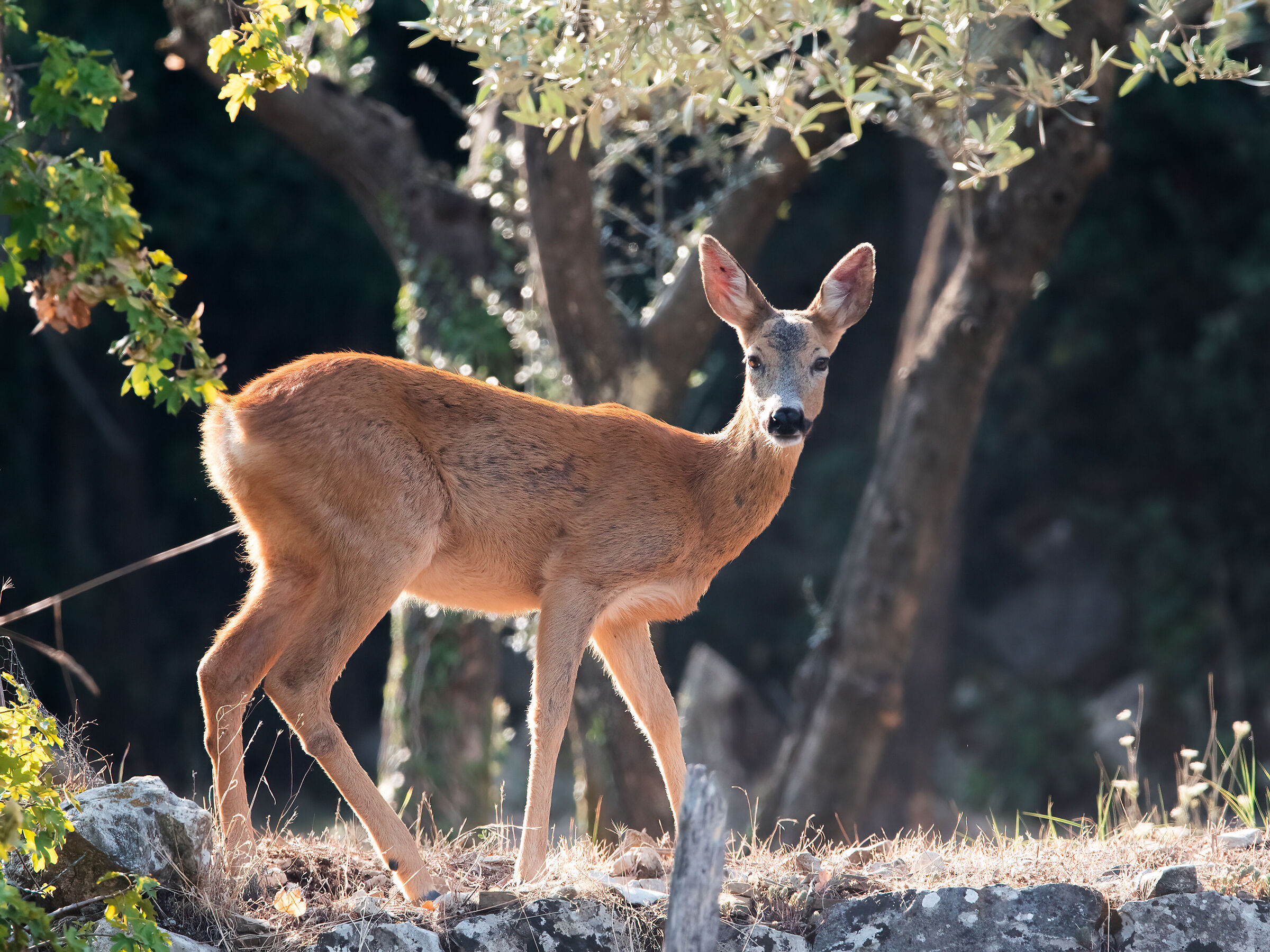 One morning in the olive grove... (Roe deer f.)