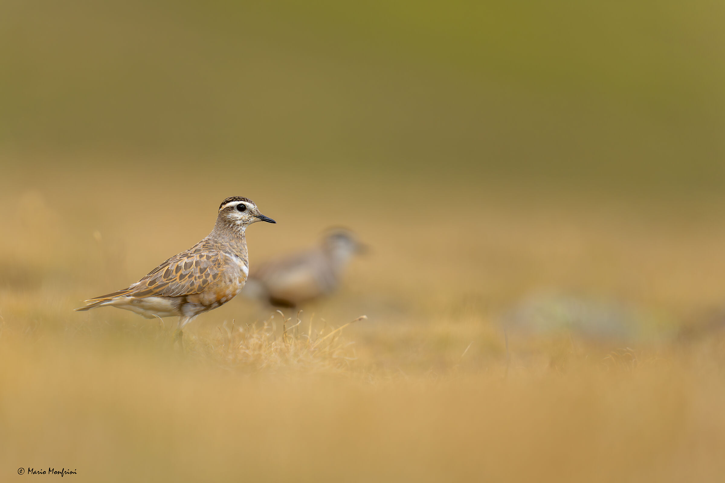 Tortolini plovers