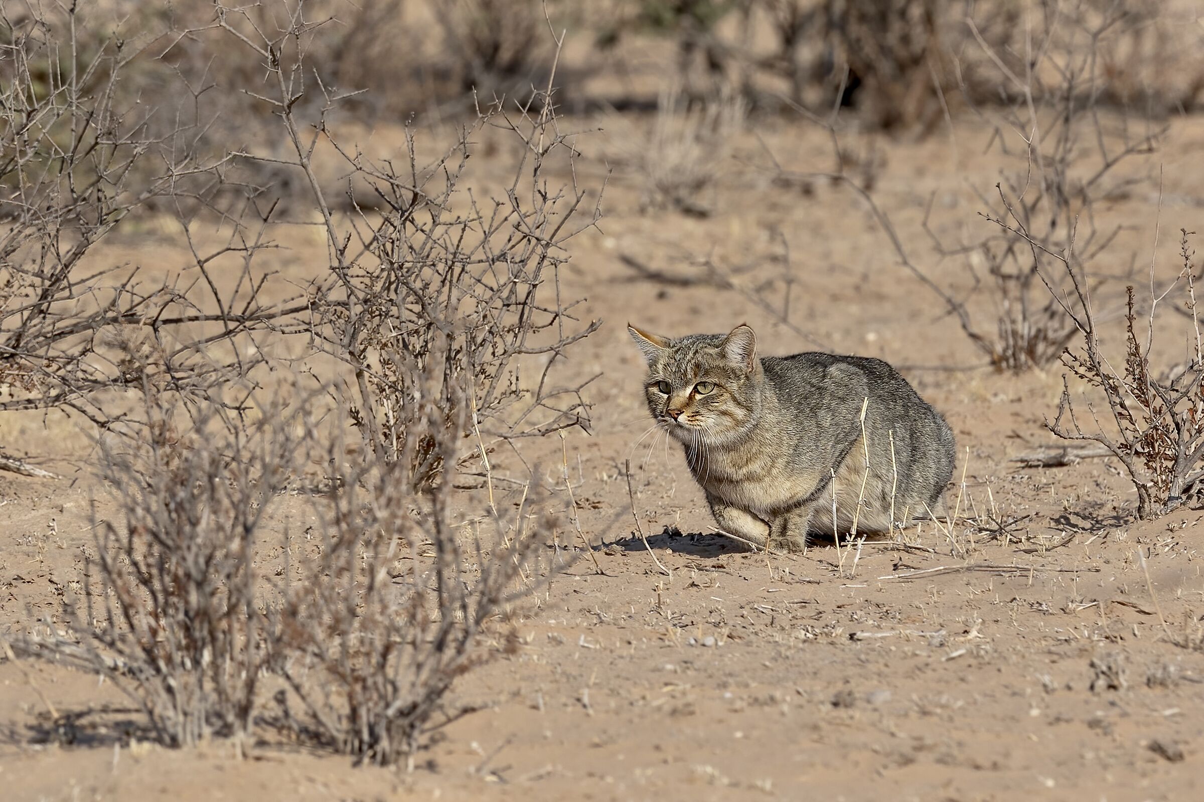 African wildcat