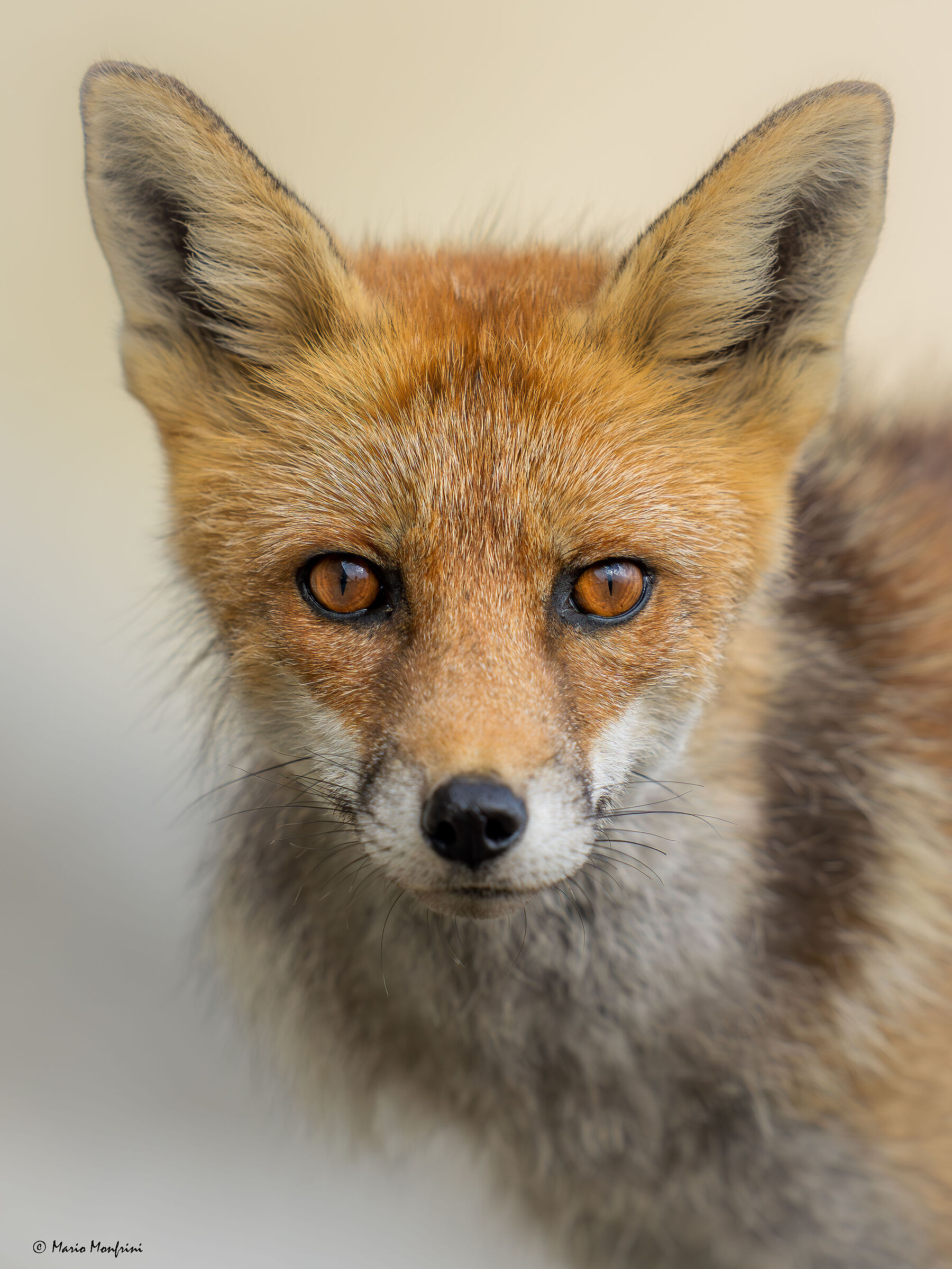 Portrait of fox