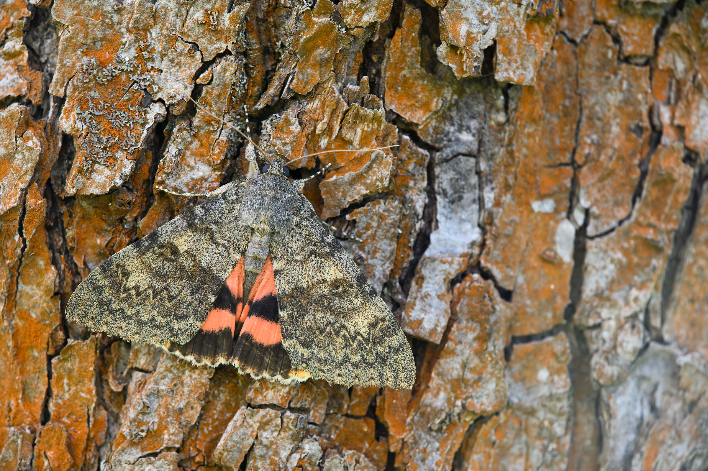 Falena Catocala