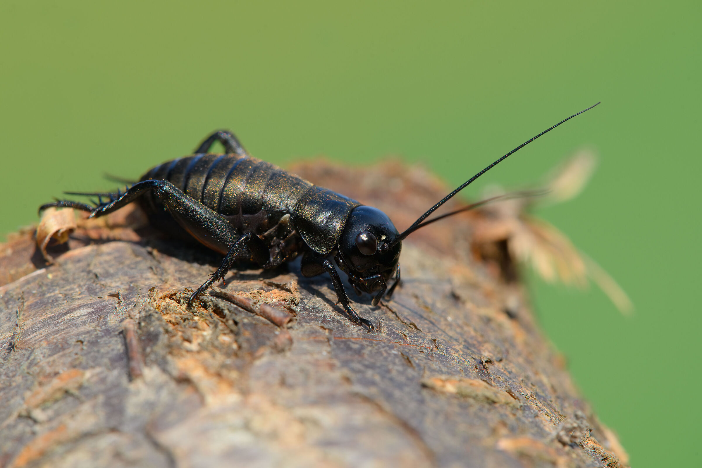 Cricket