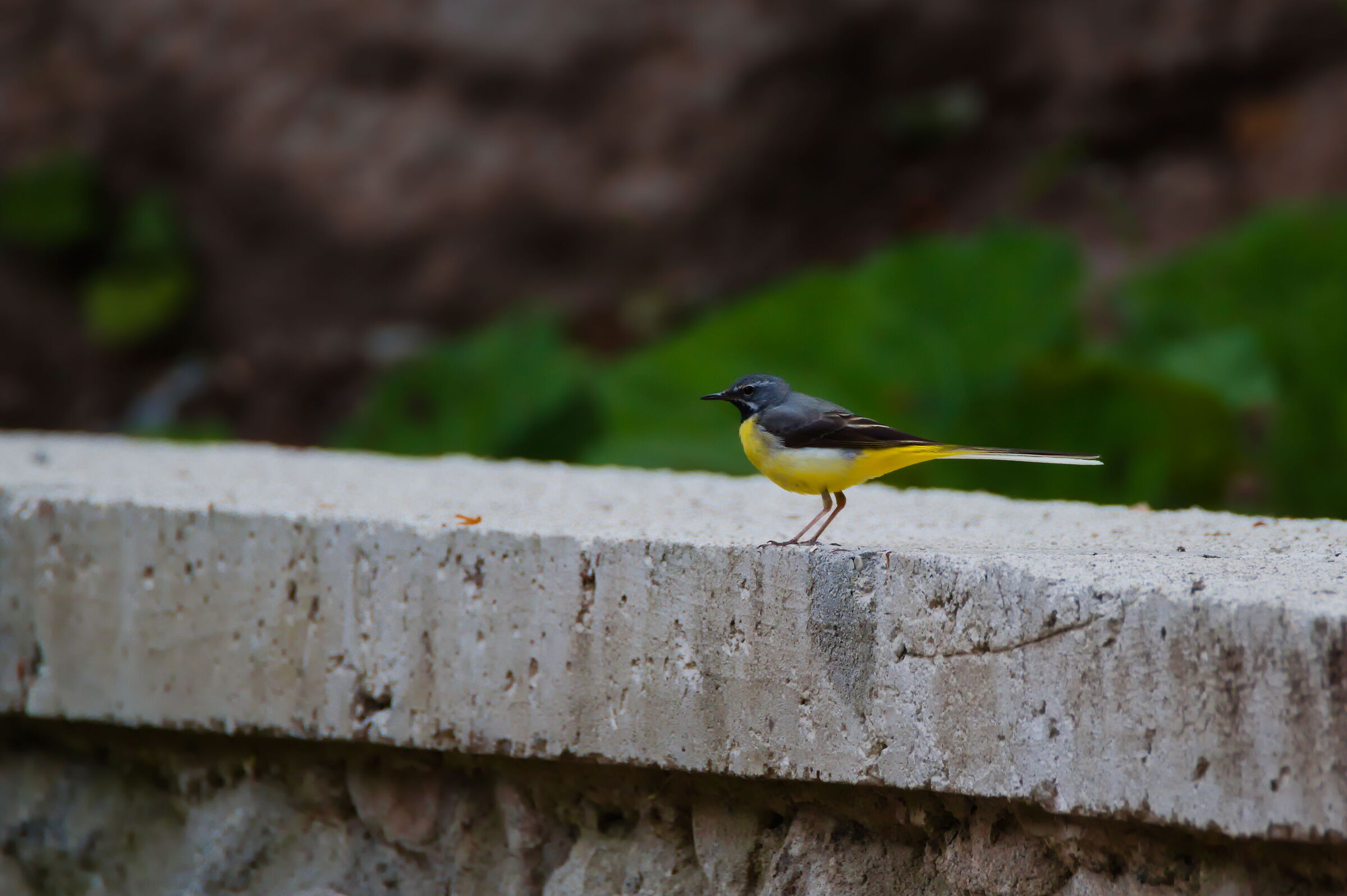 Grey wagtail