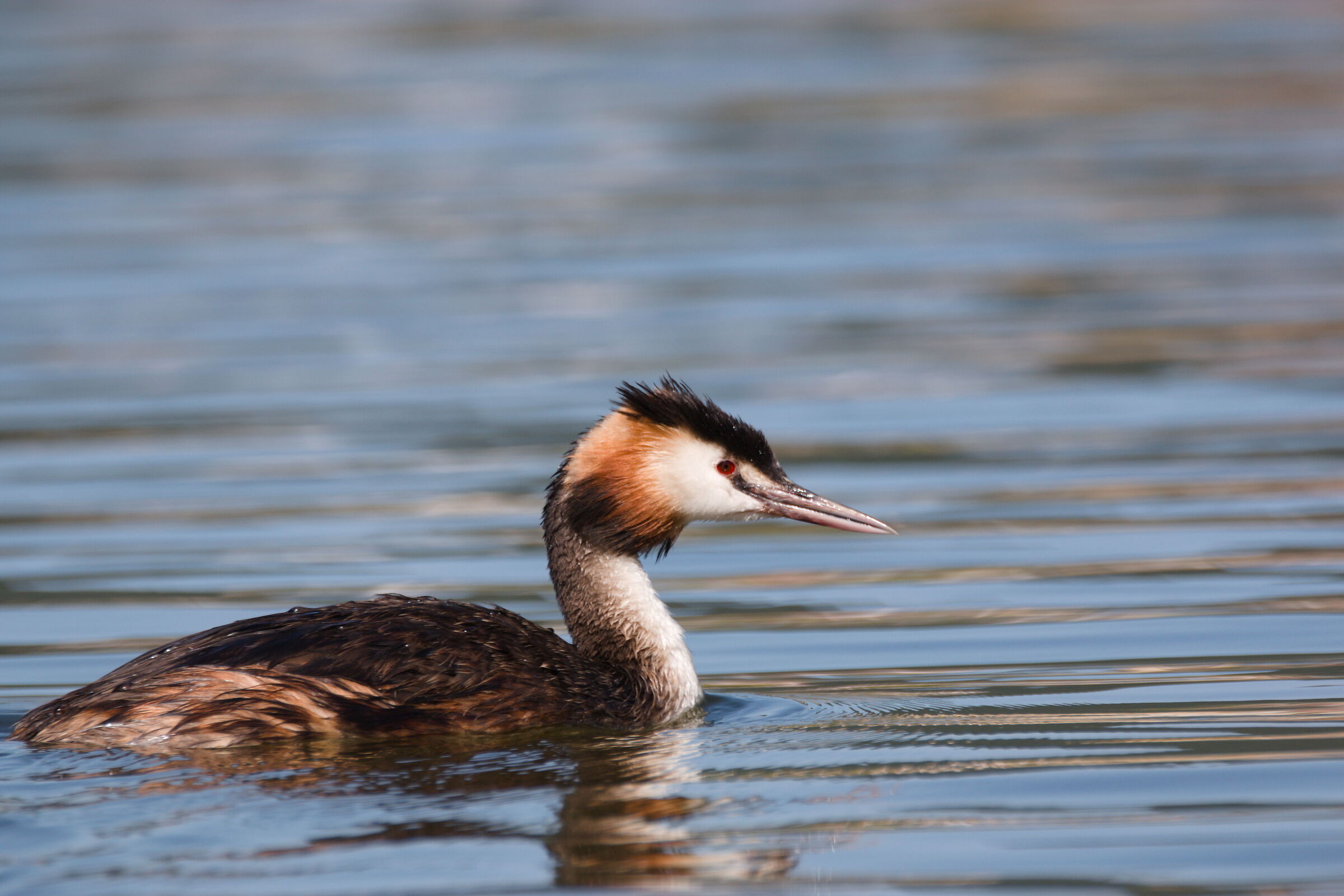 Great crested grebe