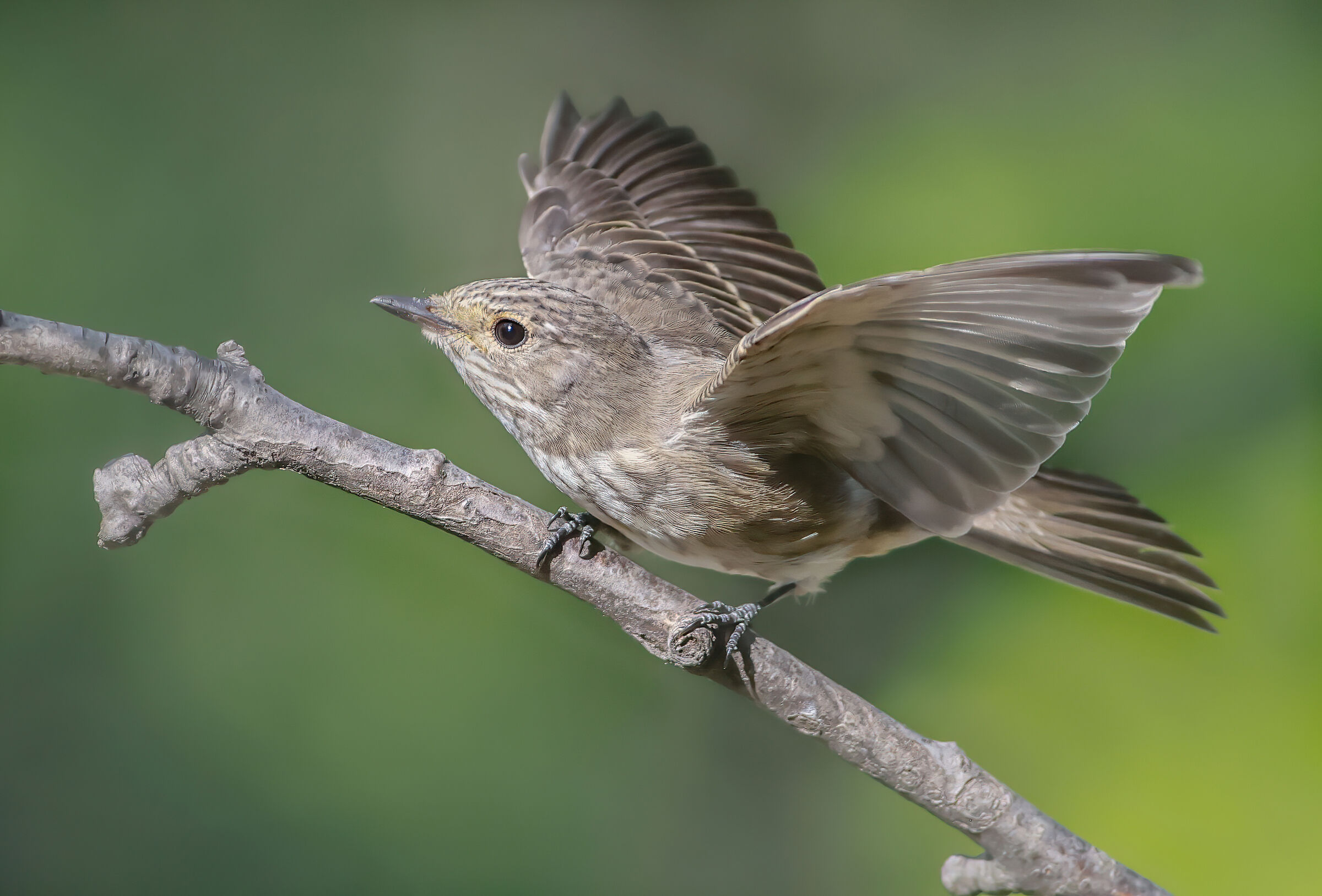 pigliamosche settembre 2023