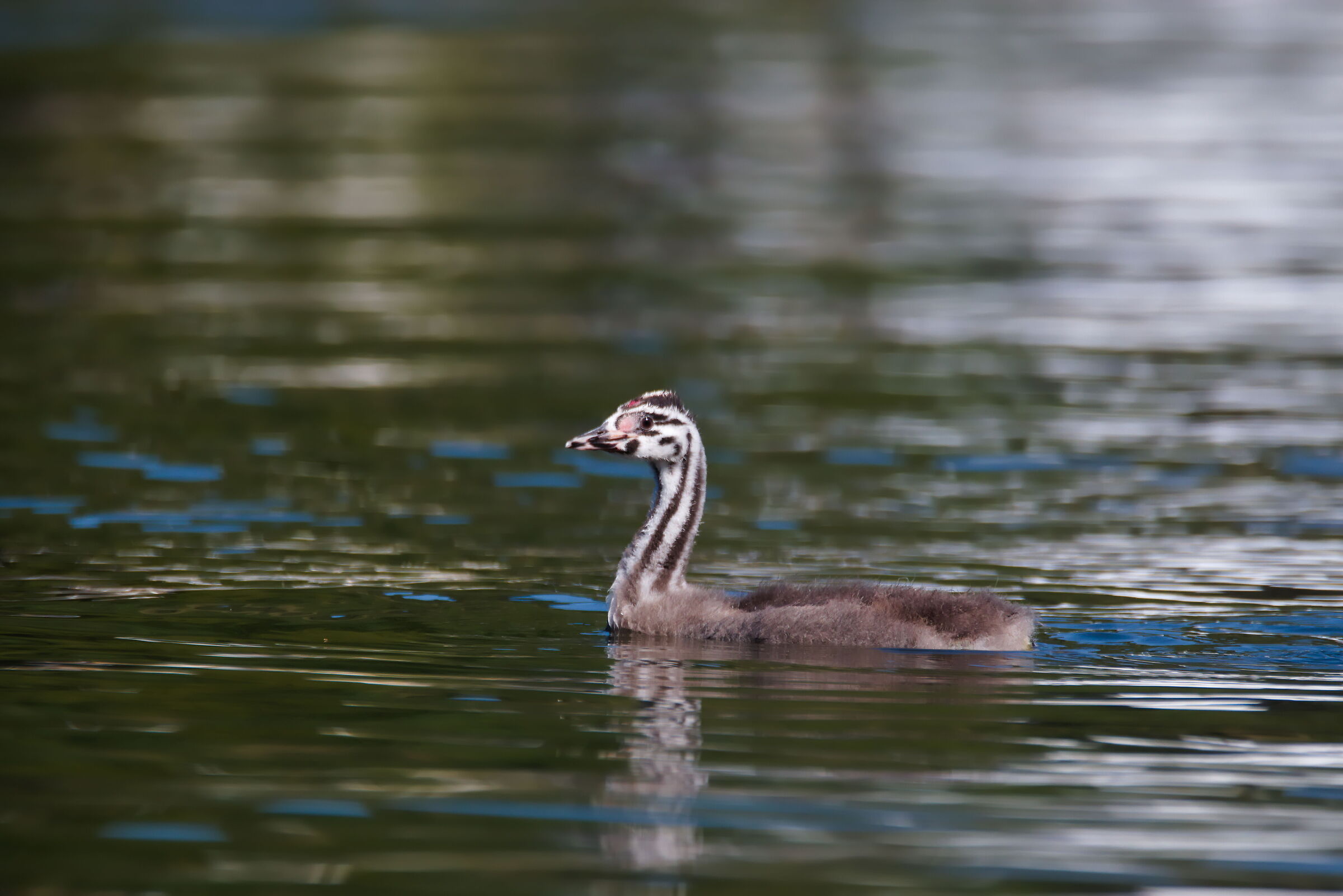 Grebe